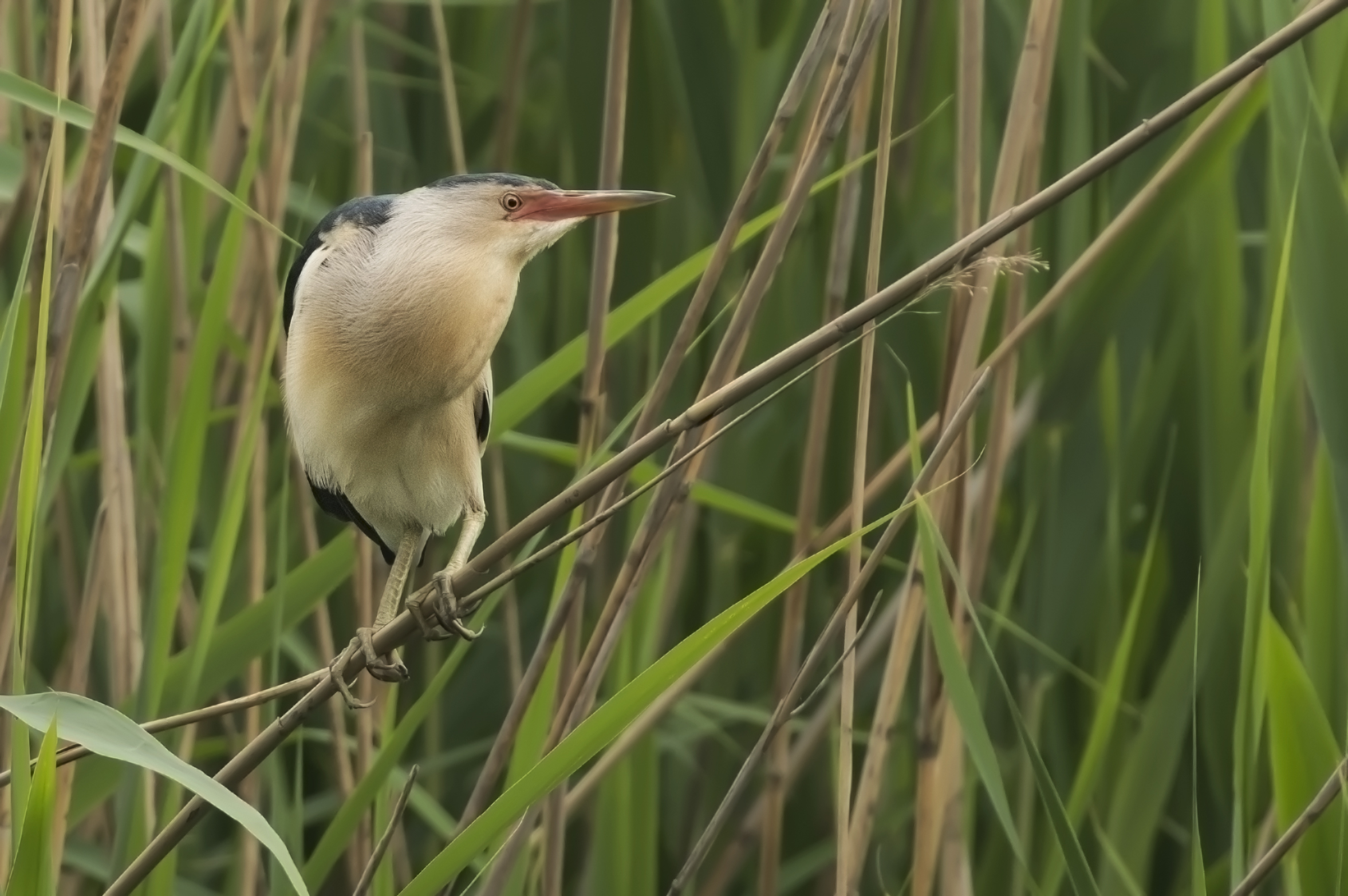 Little Bittern