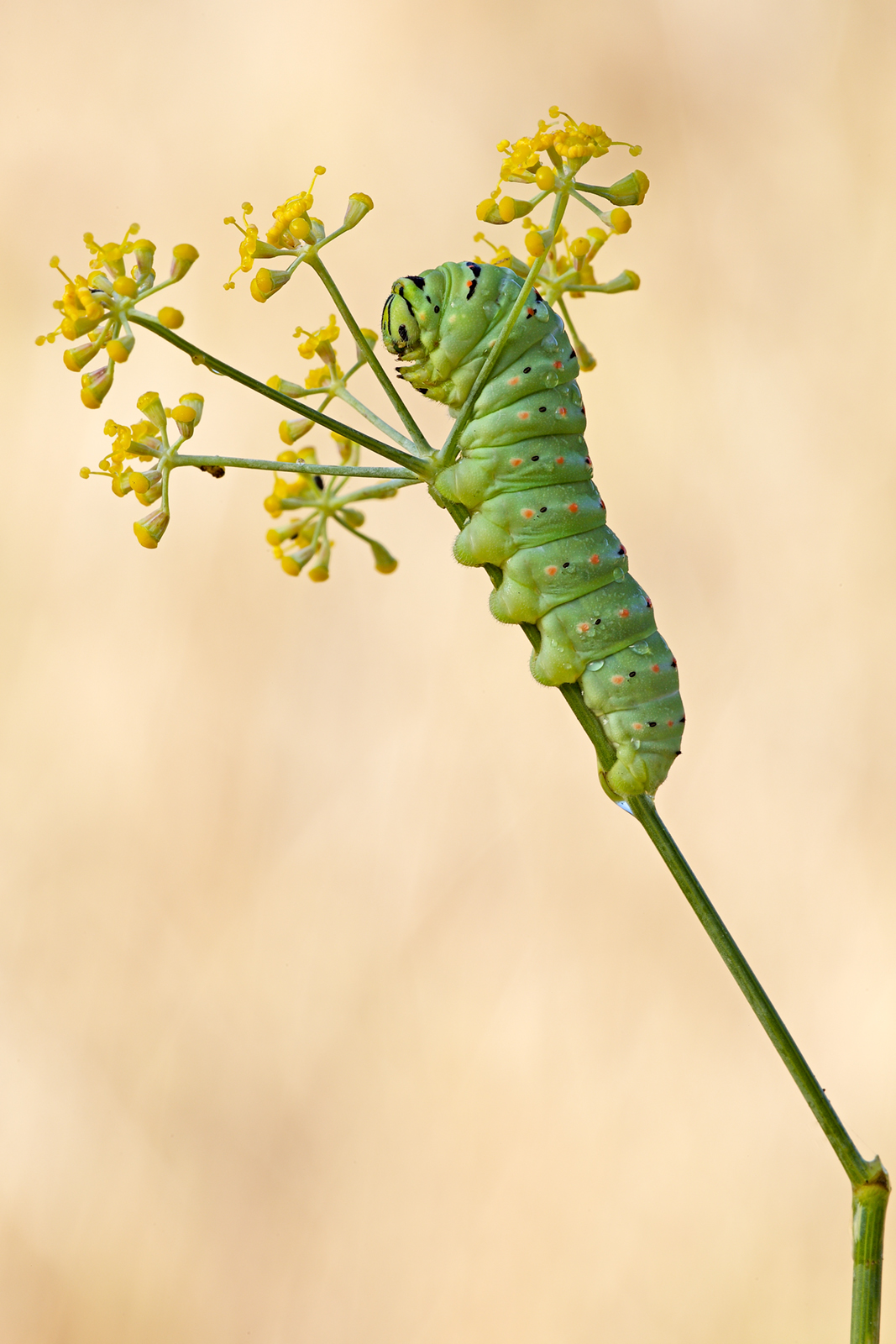 Caterpillar