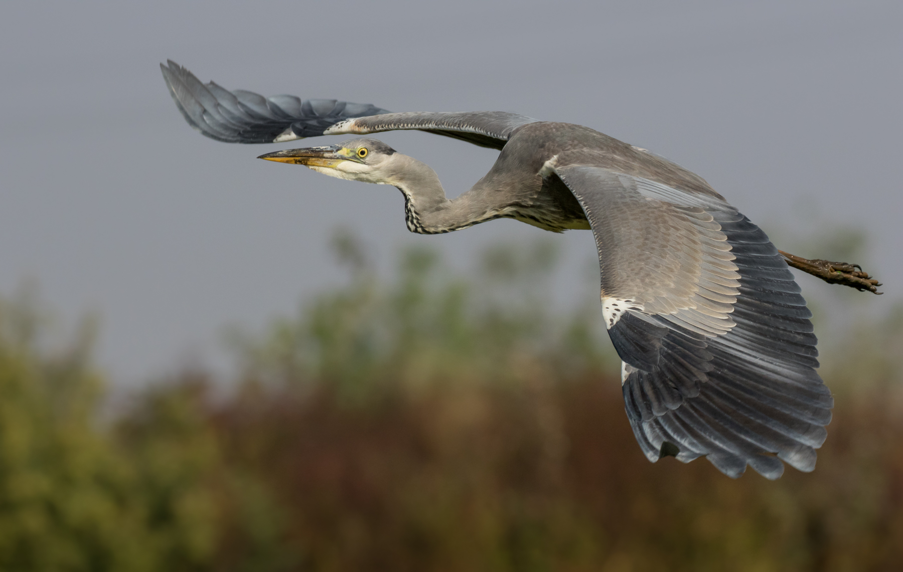 Flying Grey Heron