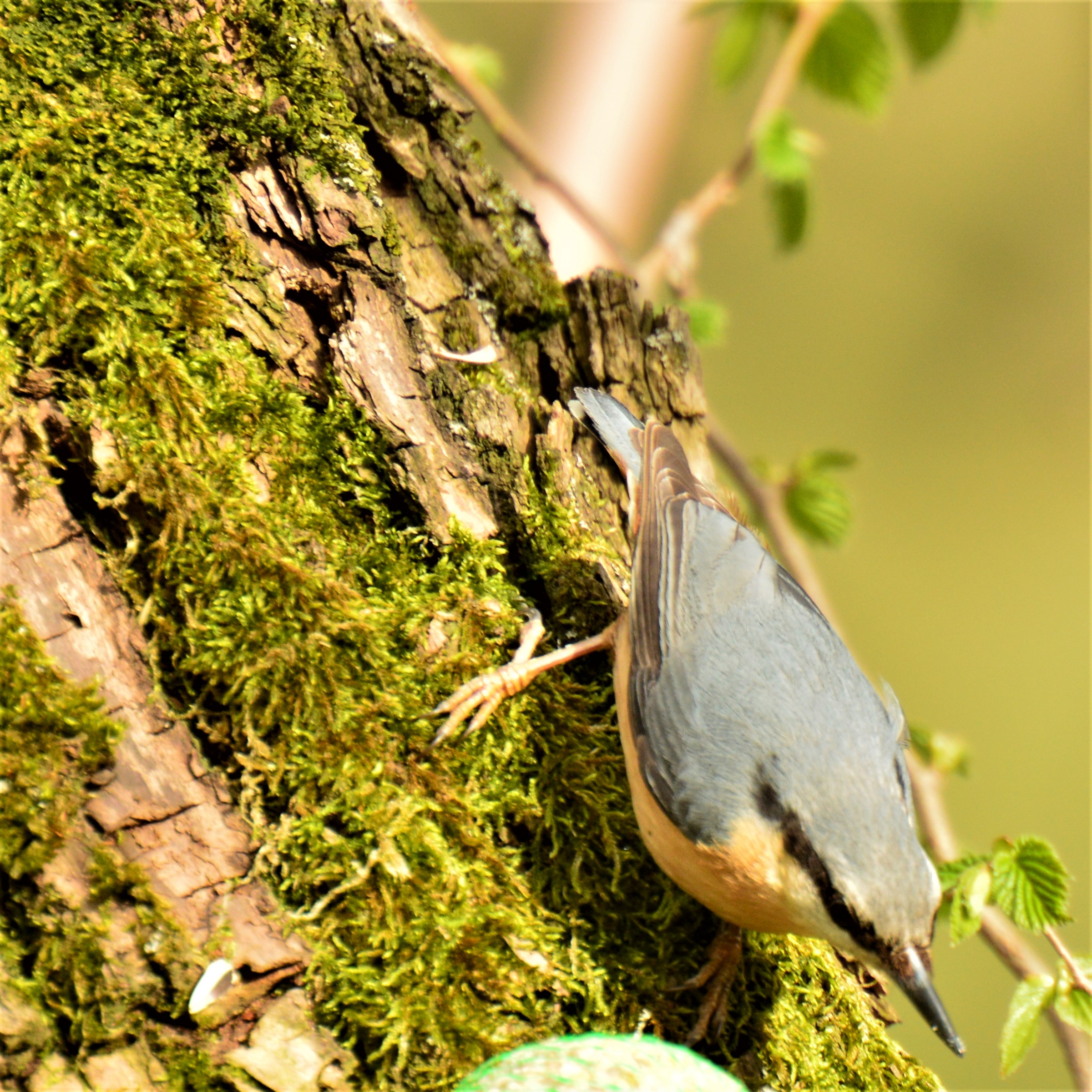 I primi risultati dal nuovo capanno
