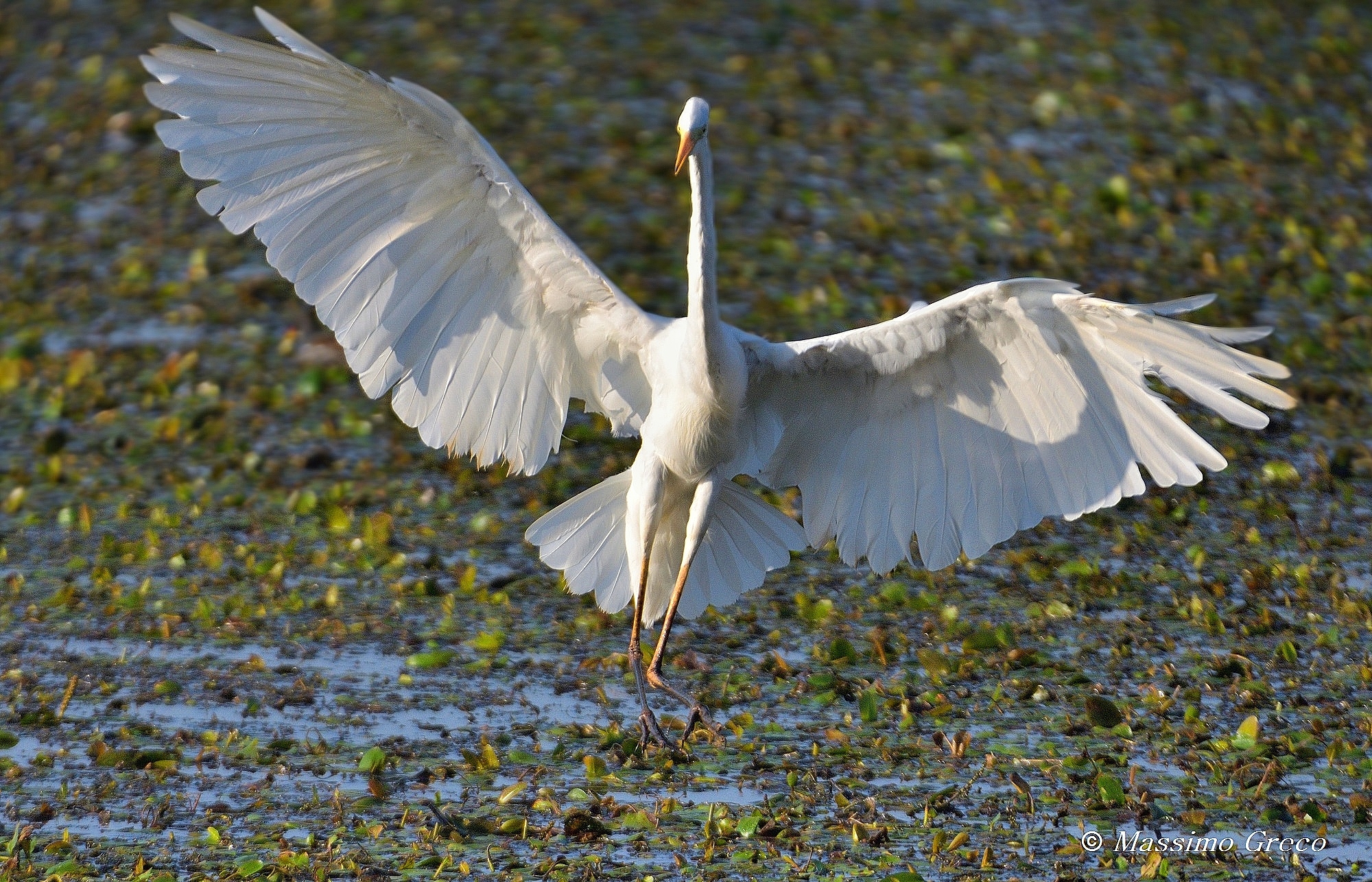 Airone bianco maggiore