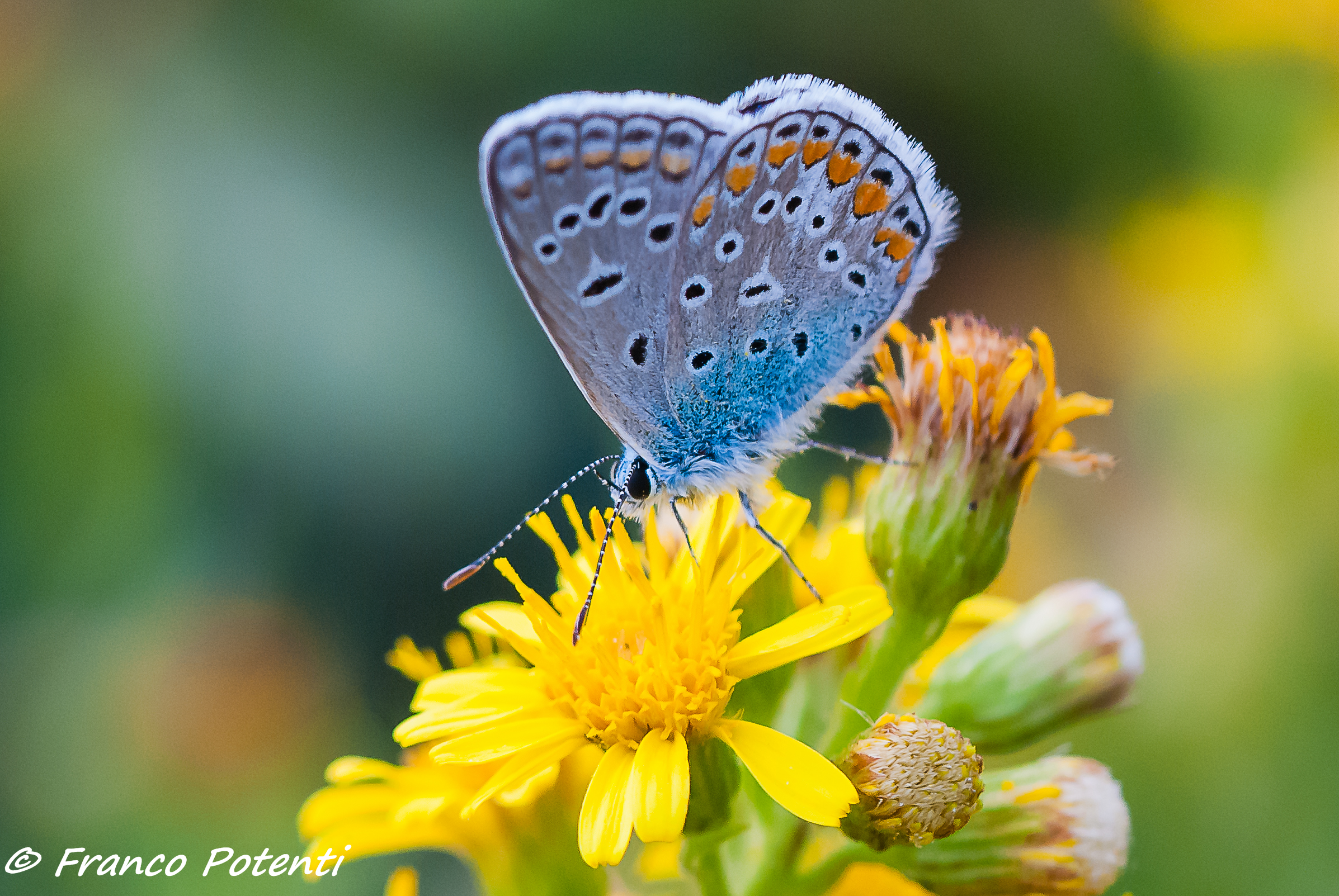 Polyommatus Icarus