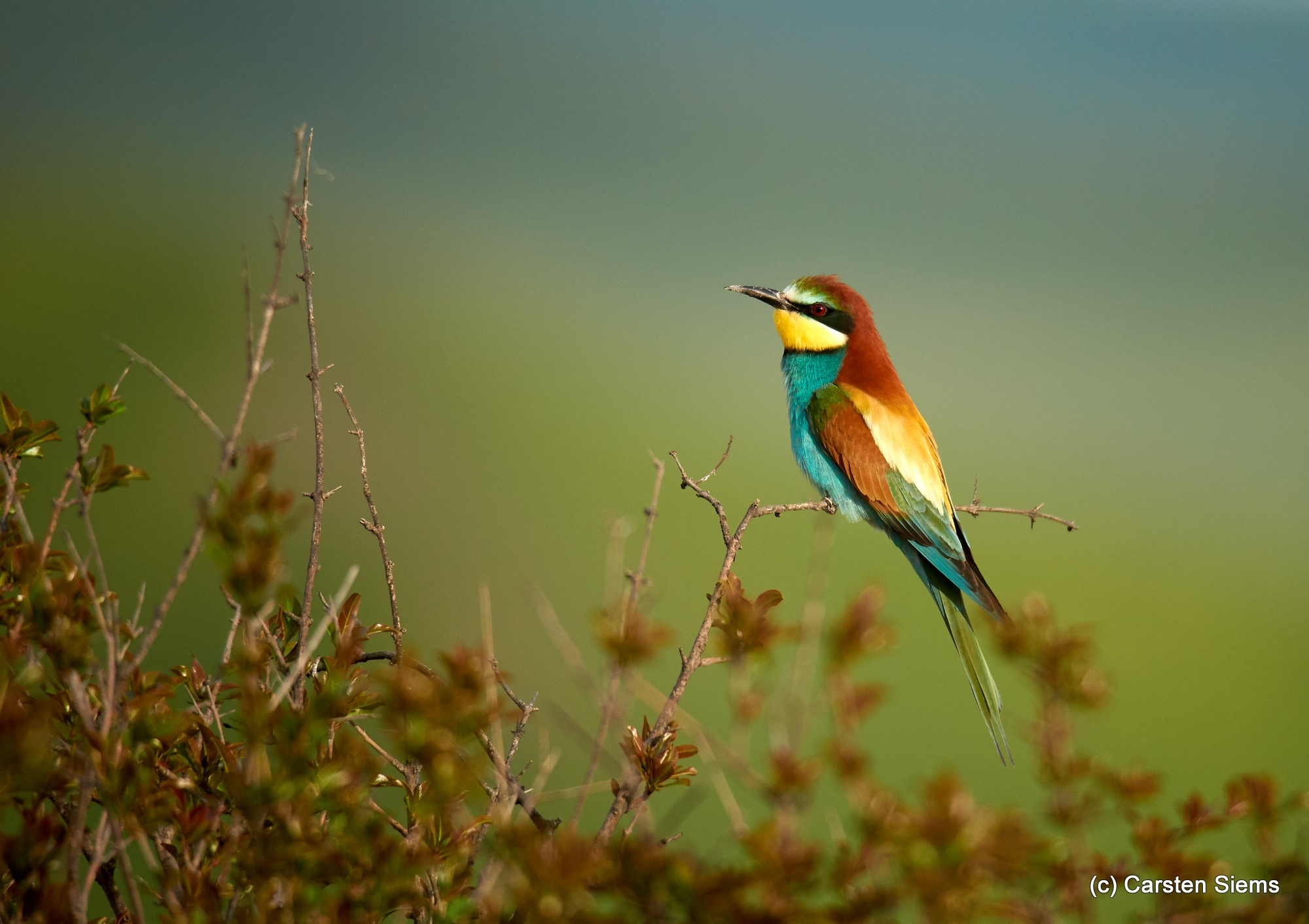 Bee-eater from Georgia, Europe