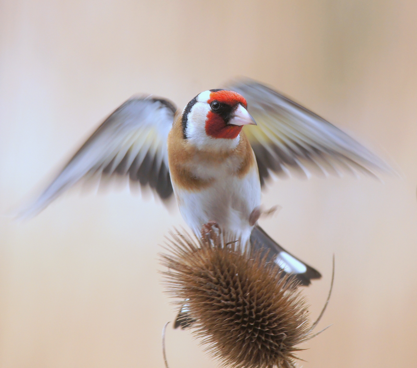 European goldfinch in Winter