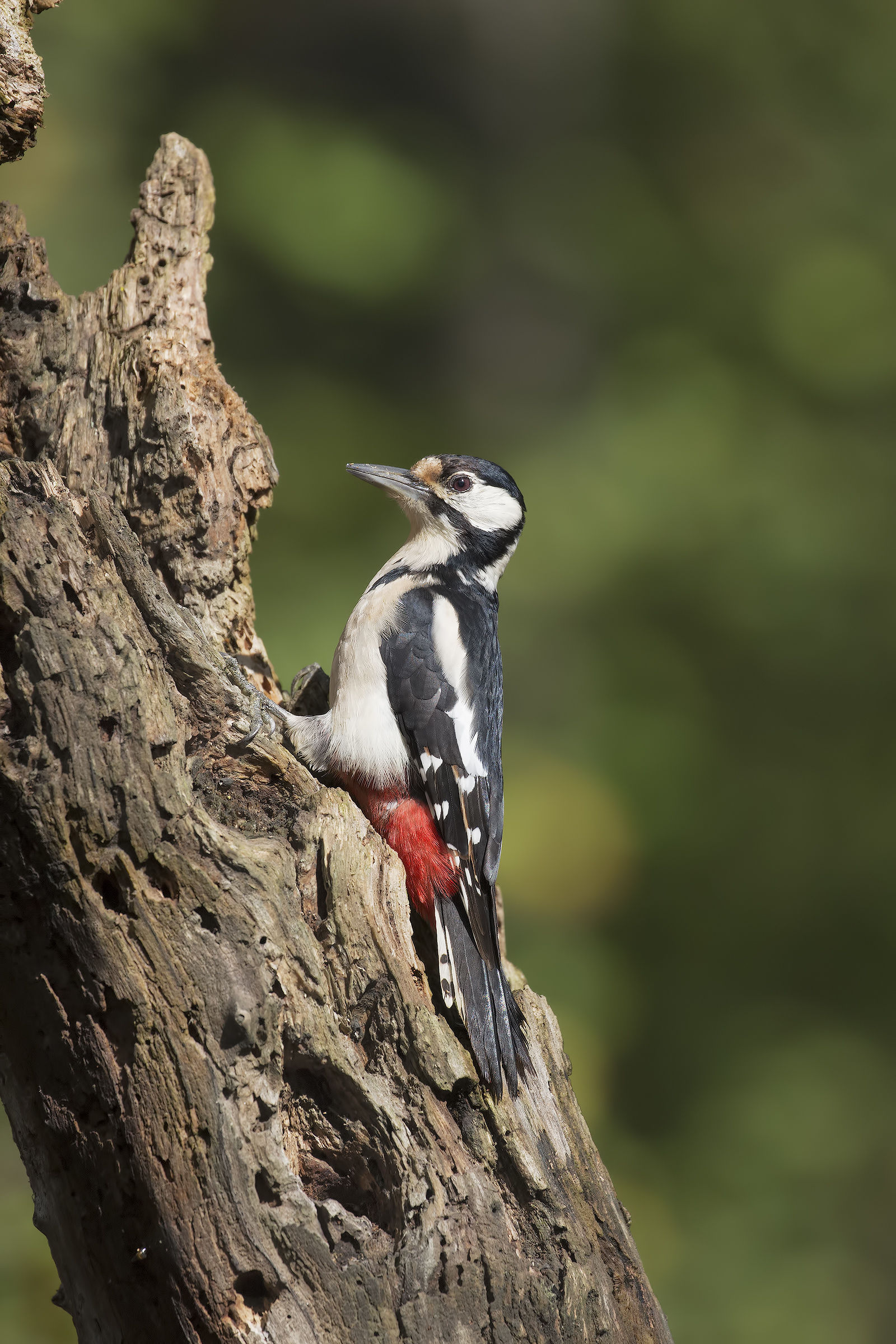 Senior Red Woodpeckers