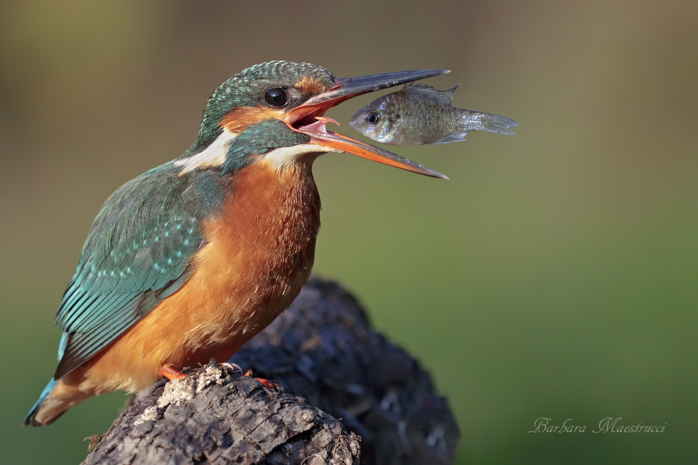 Sun perch with Kingfisher