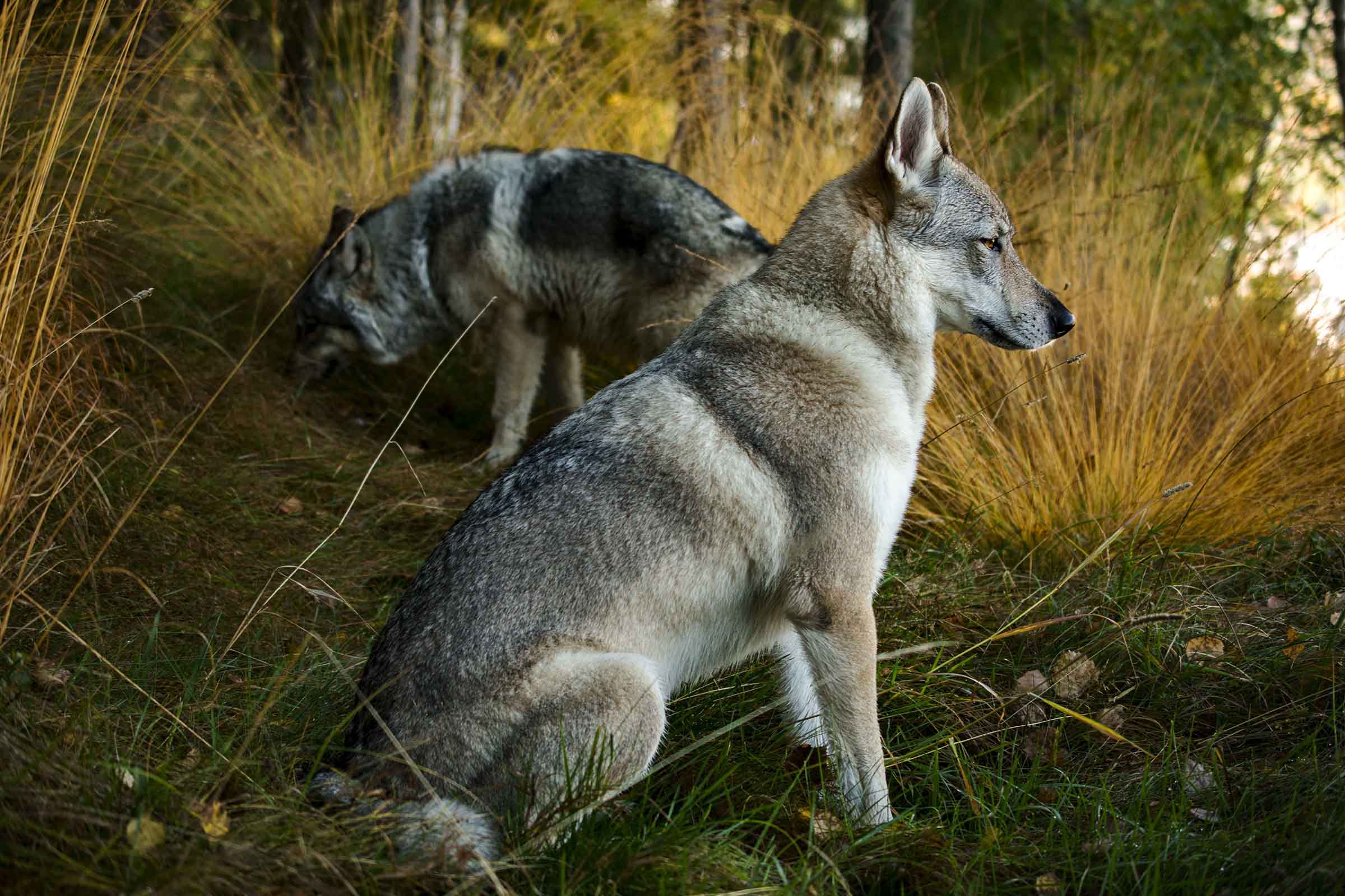 il profilo dei miei sogni
