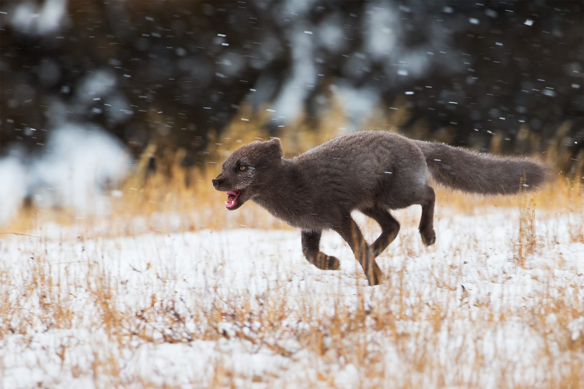 Vulpes lagopus (volpe artica)-Islanda