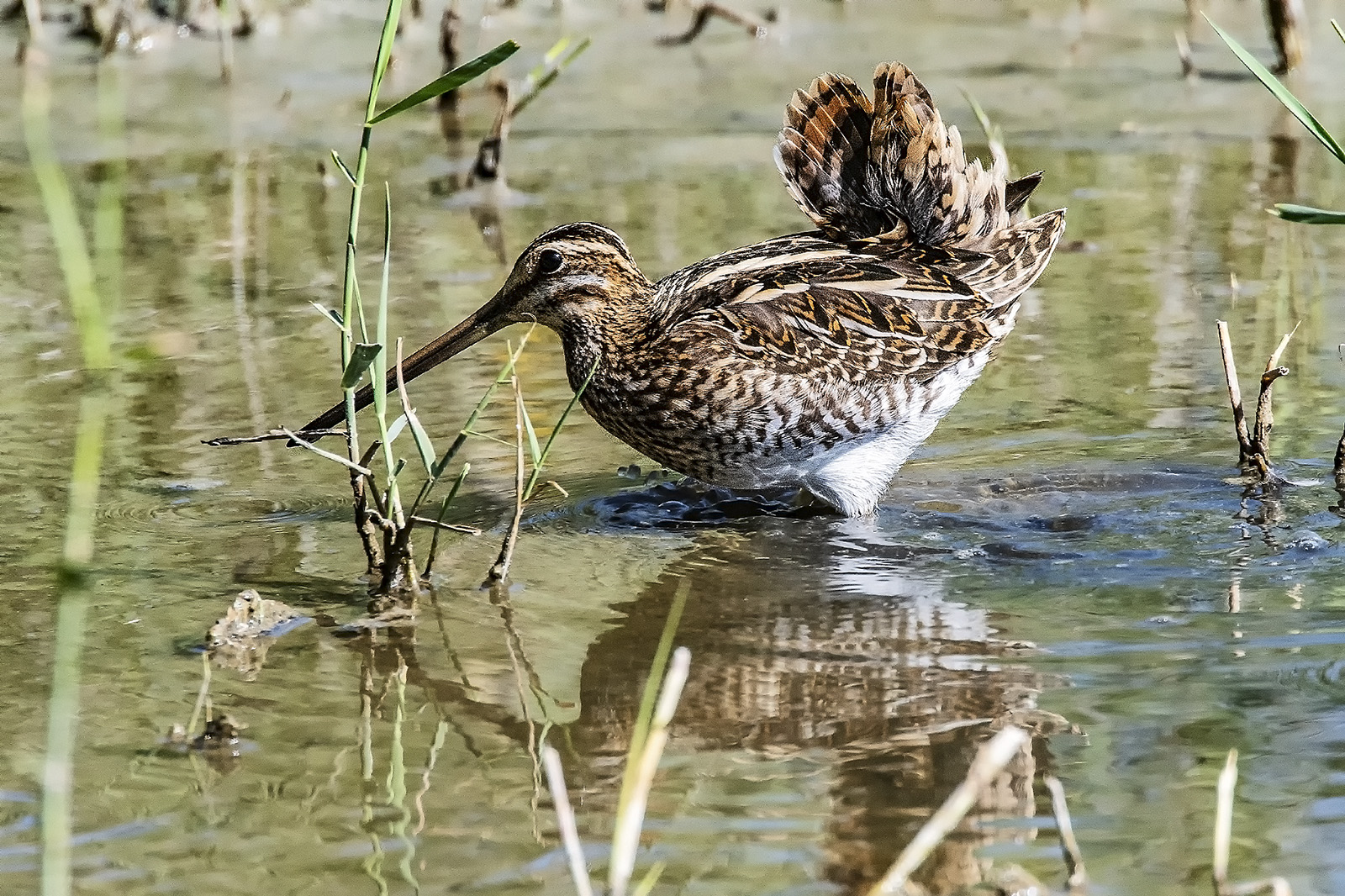 Snipe makes the peacock