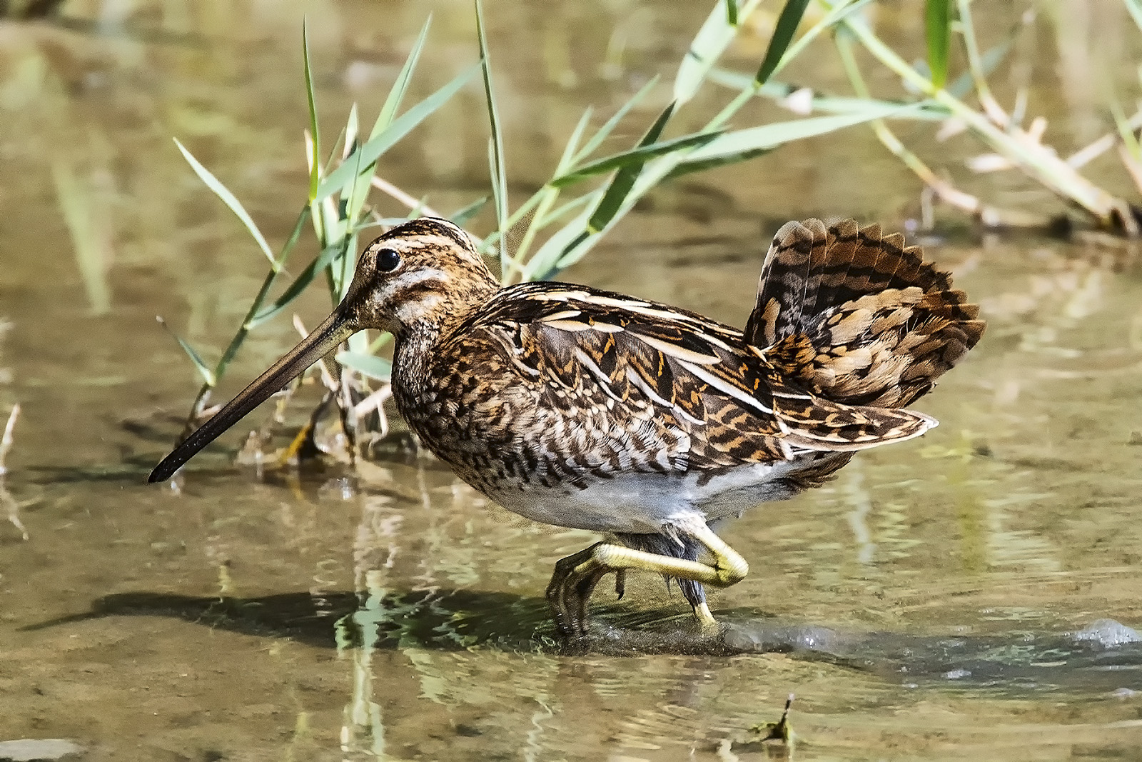 Snipe strutting