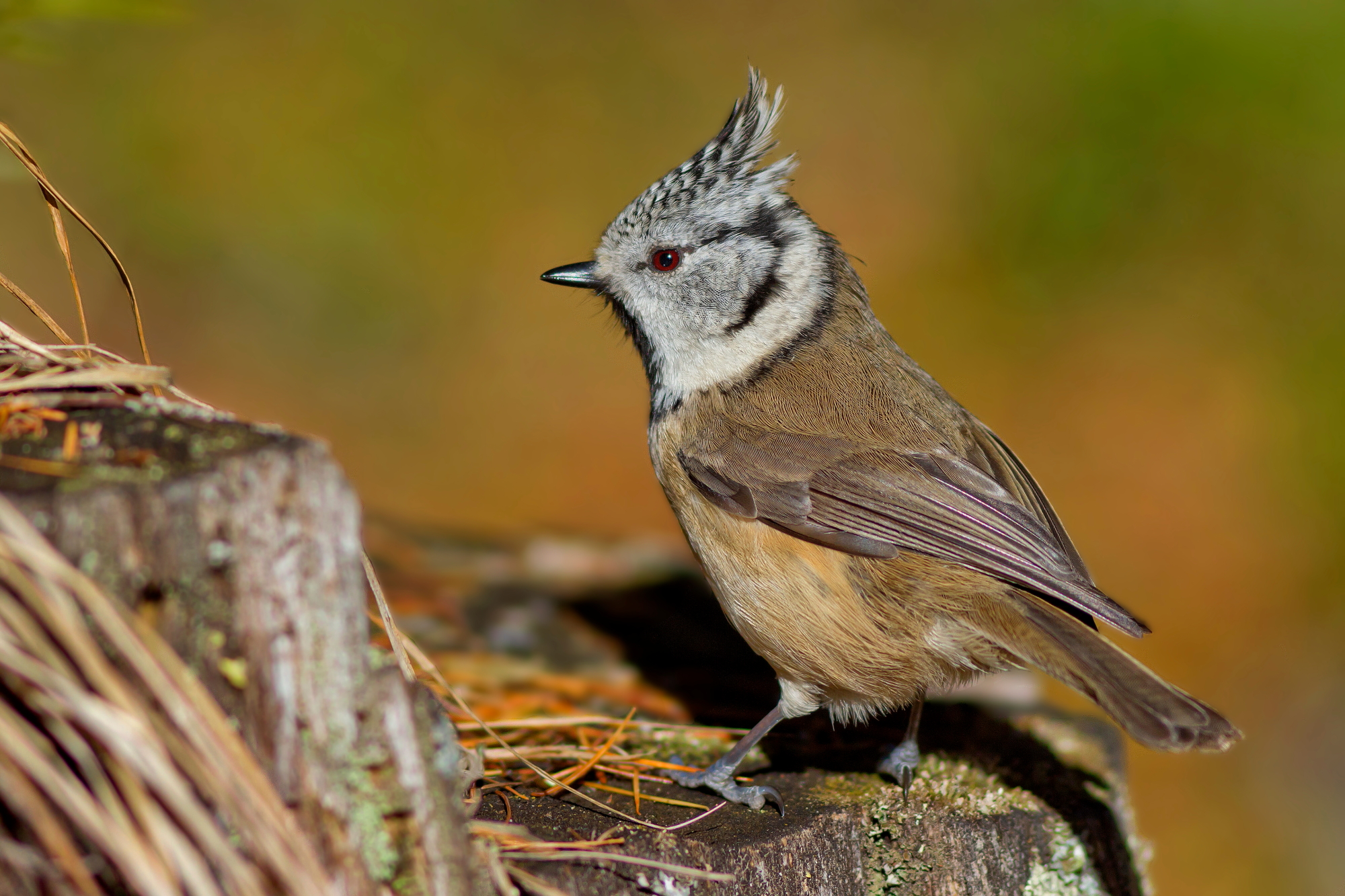 Cincia dal Ciuffo: D'Autunno