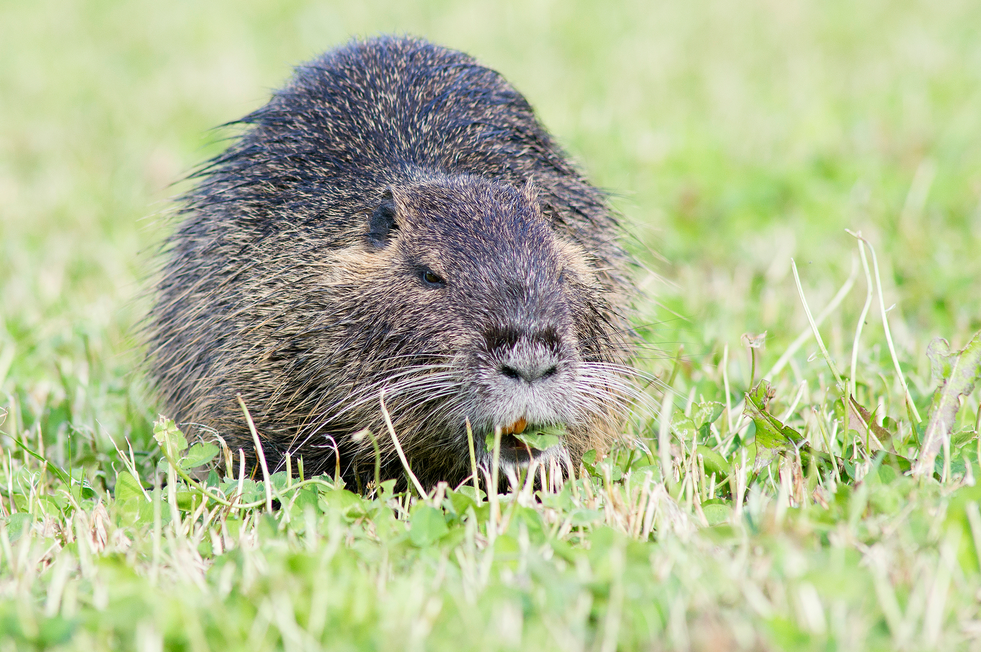 Nutria