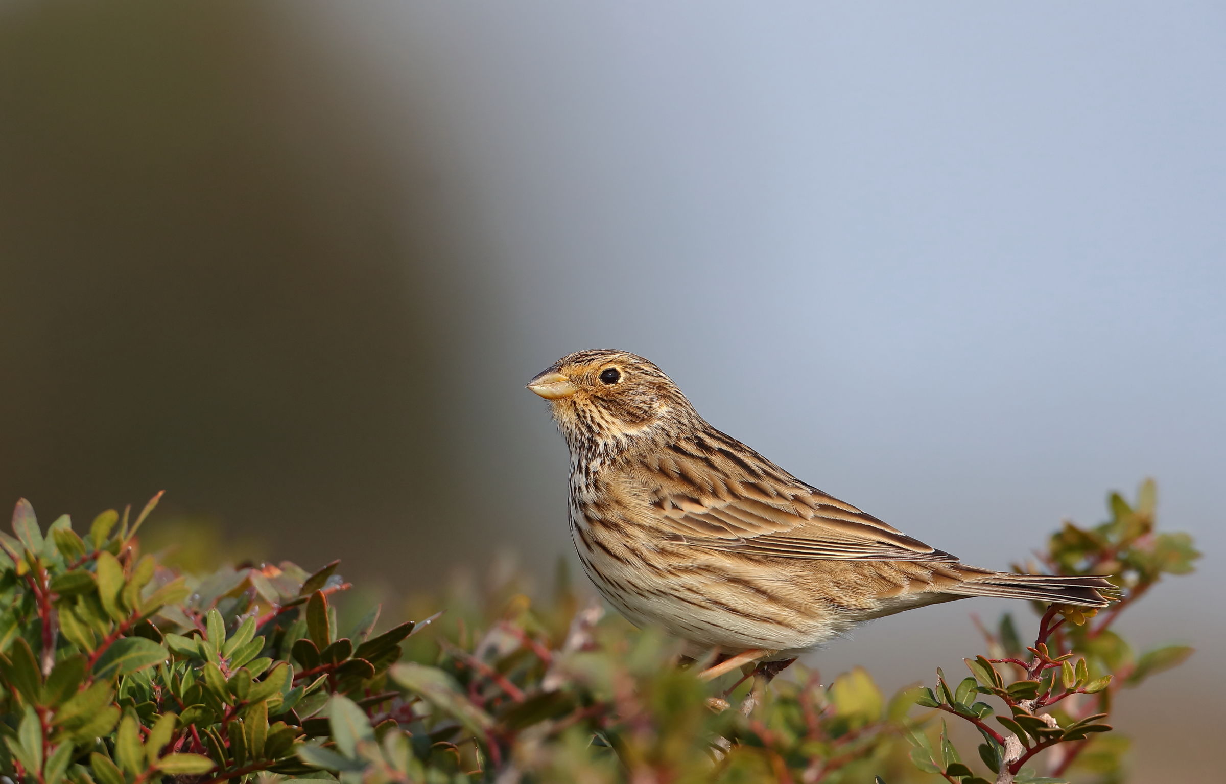 Migliarino di palude