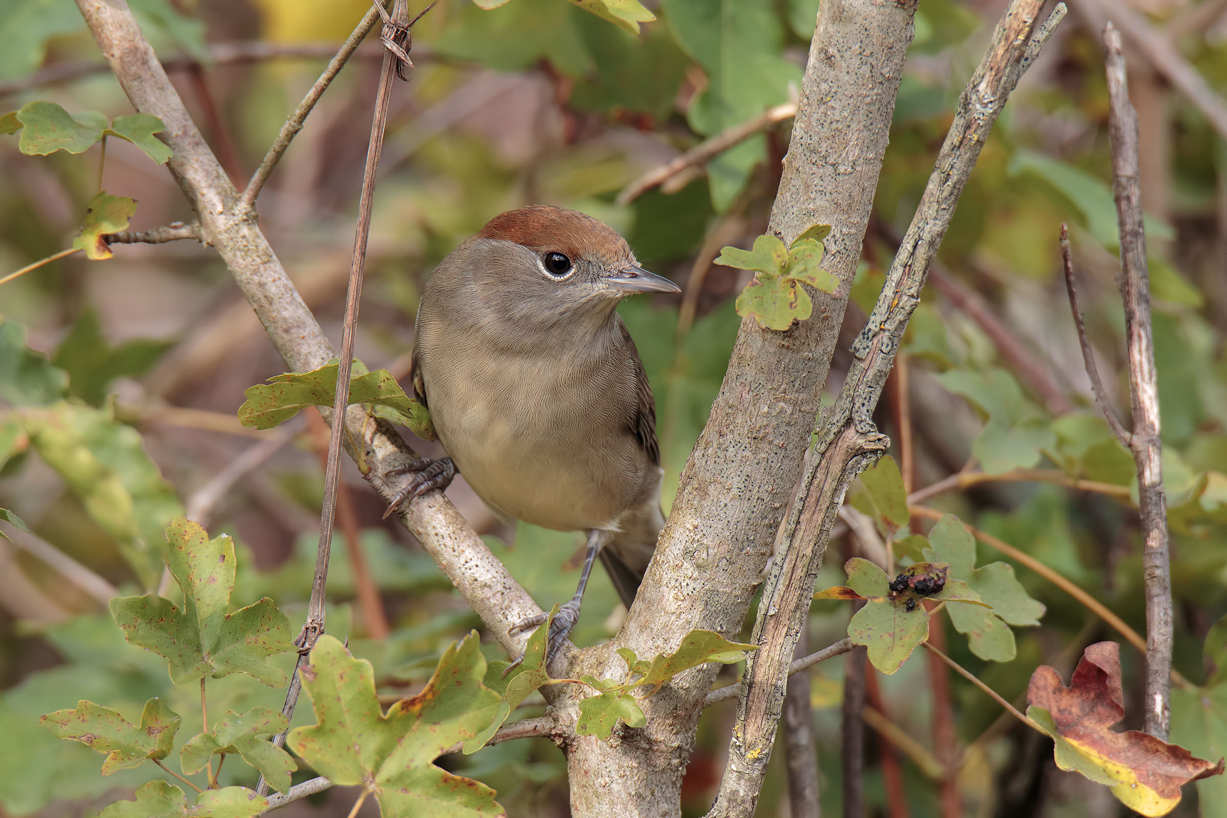 Blackcap 