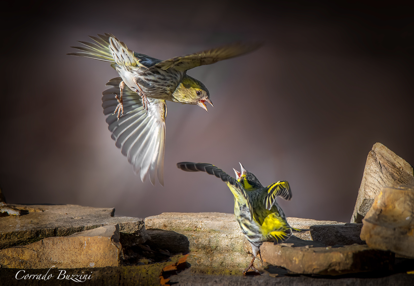 Siskins