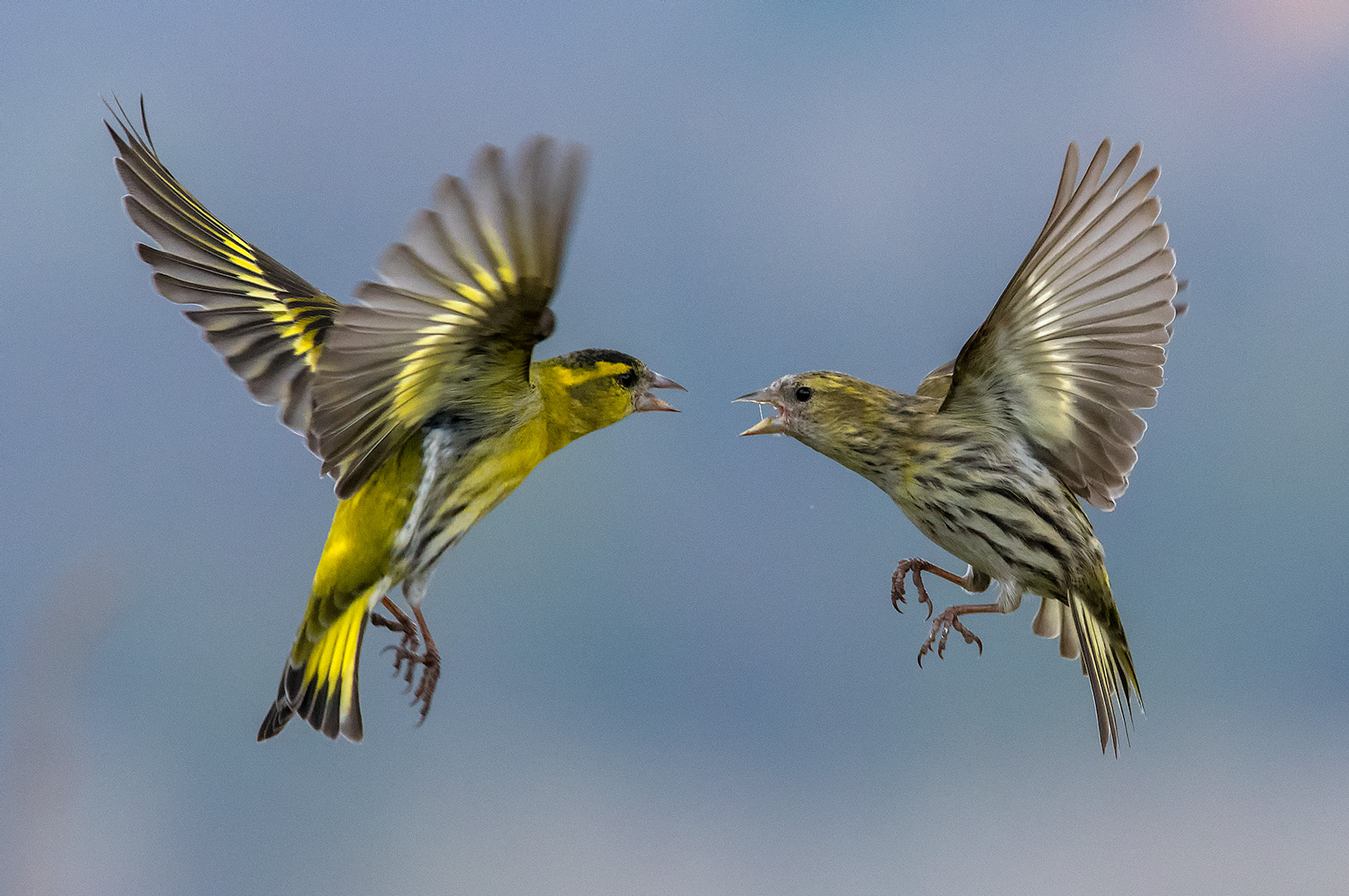 Siskins