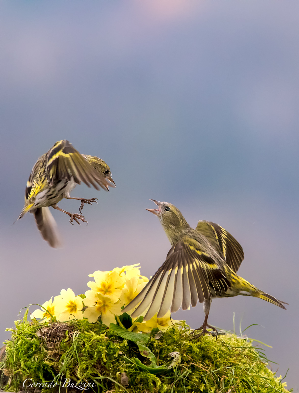 Siskins