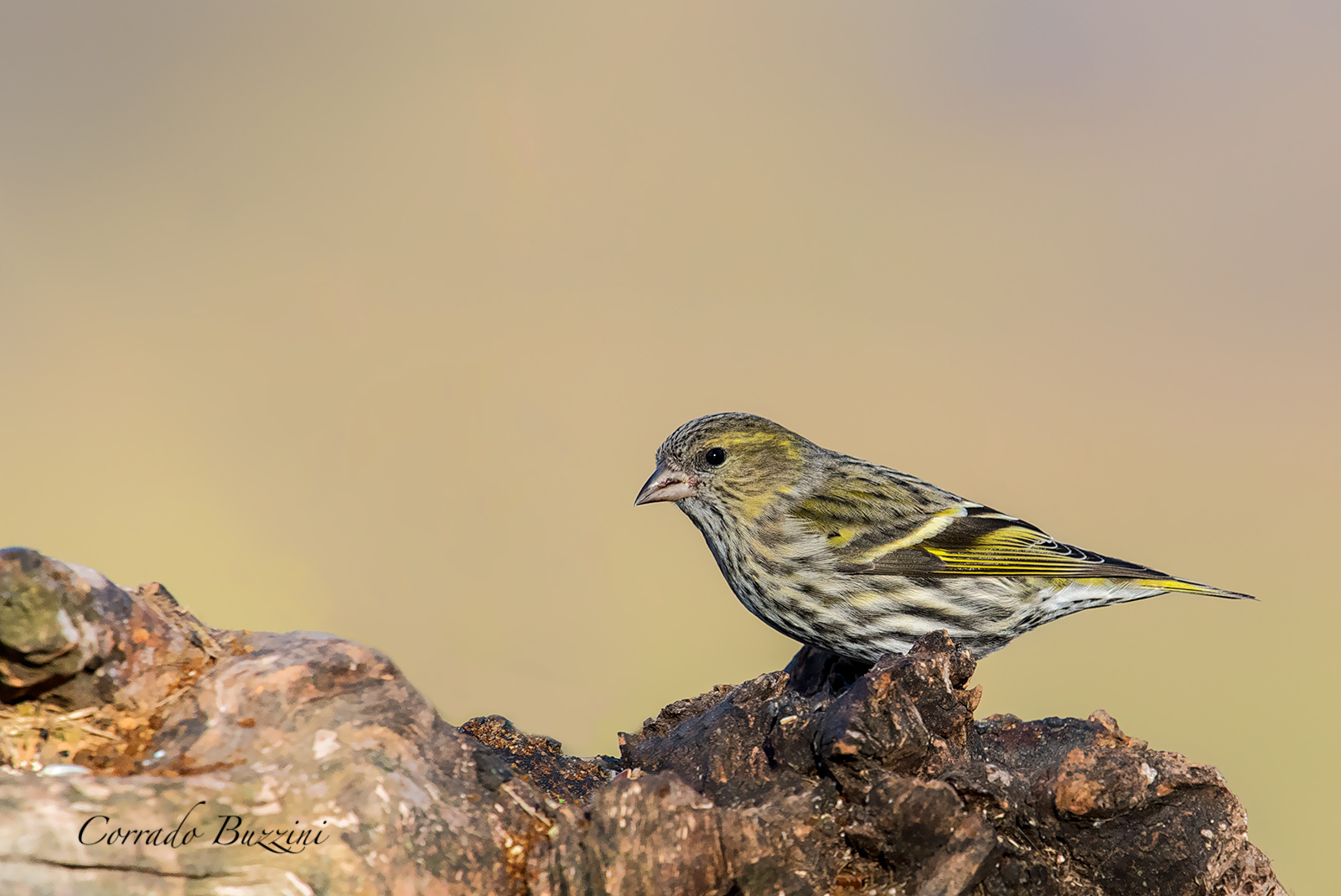 Siskin
