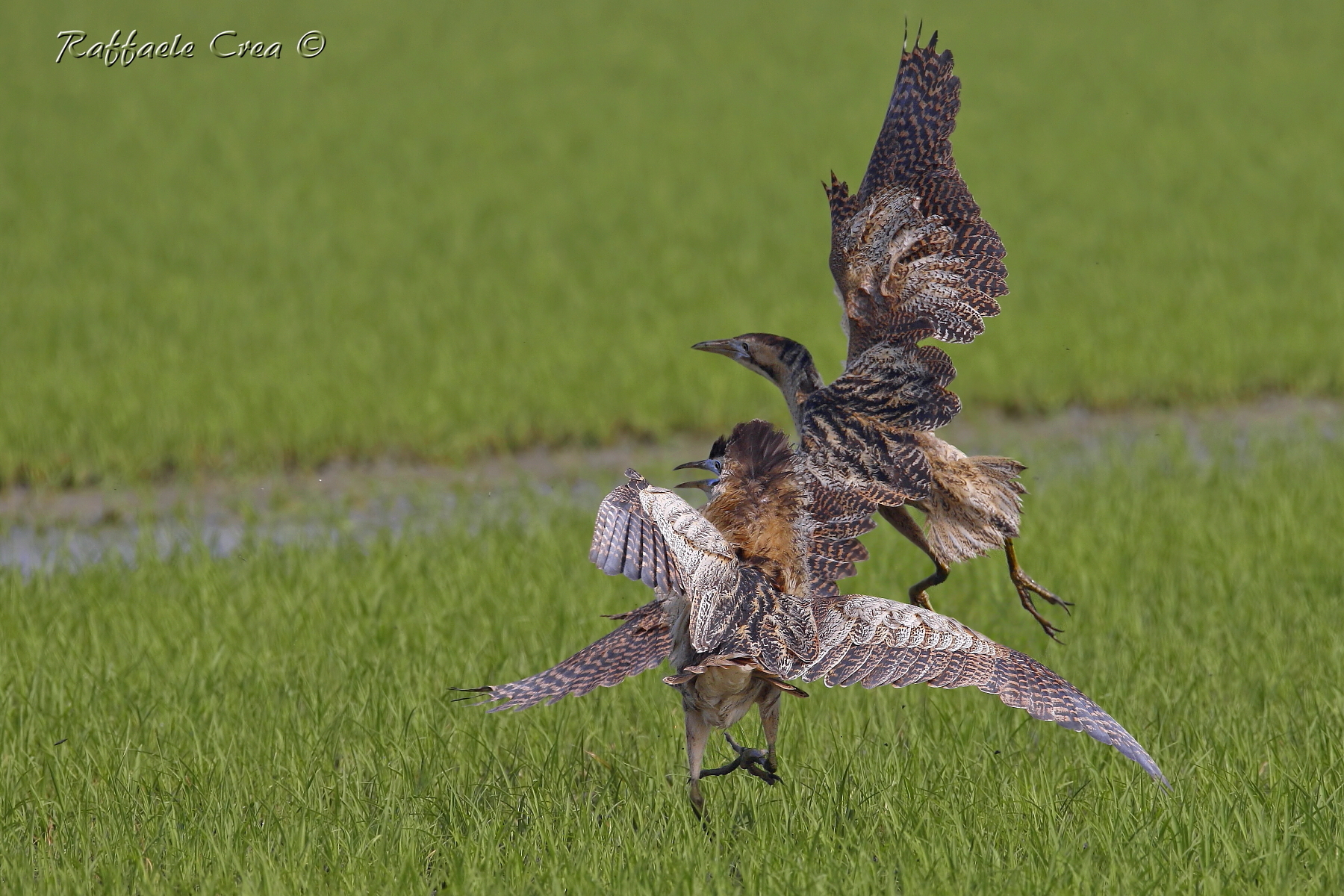 Tarabusi in Battaglia