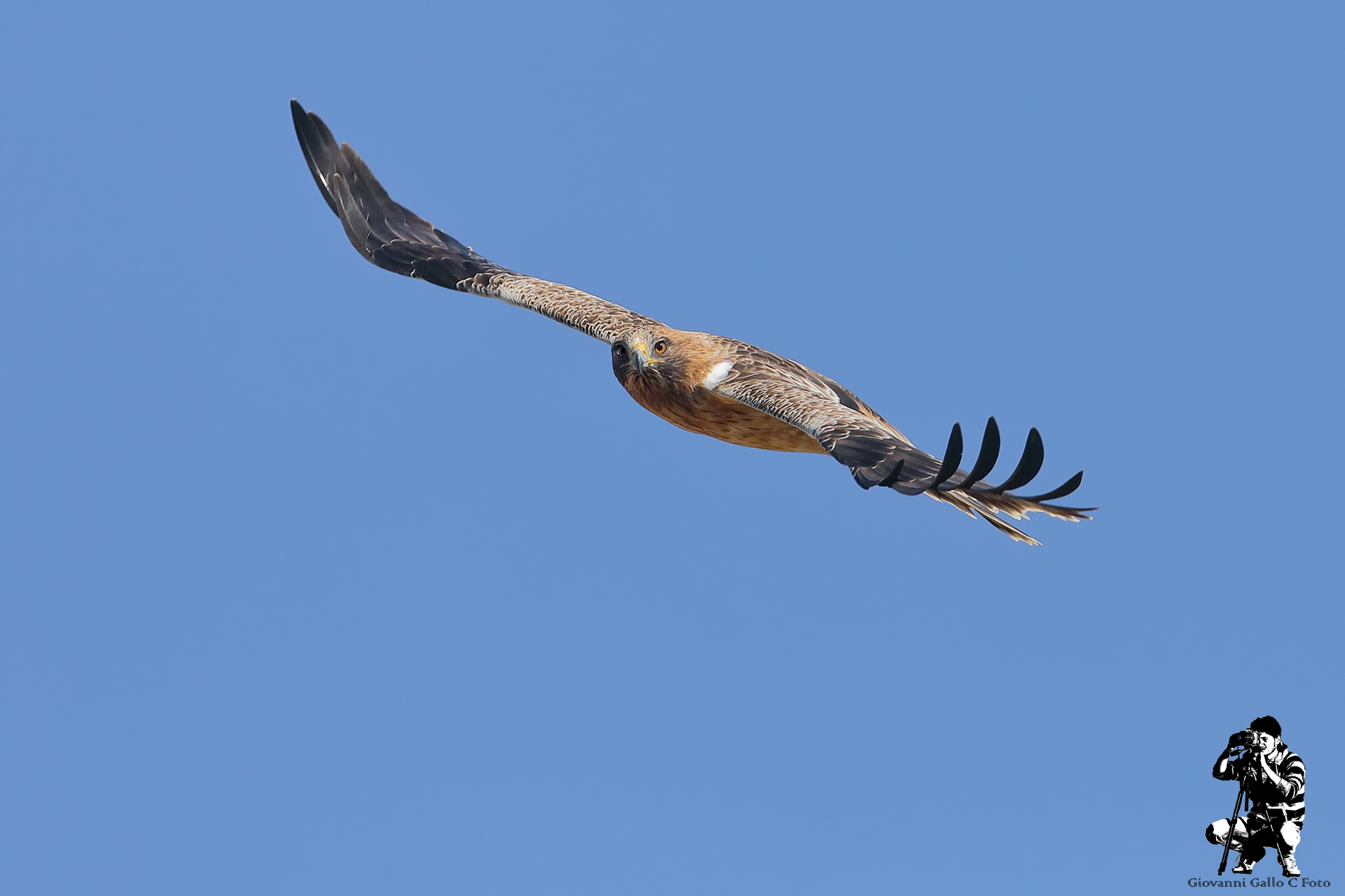 Aquila Minore con un curioso sguardo.