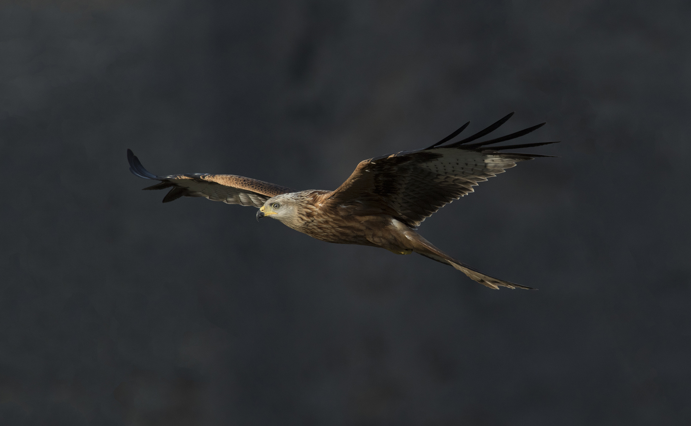 l' ultimo raggio di luce - Nibbio reale