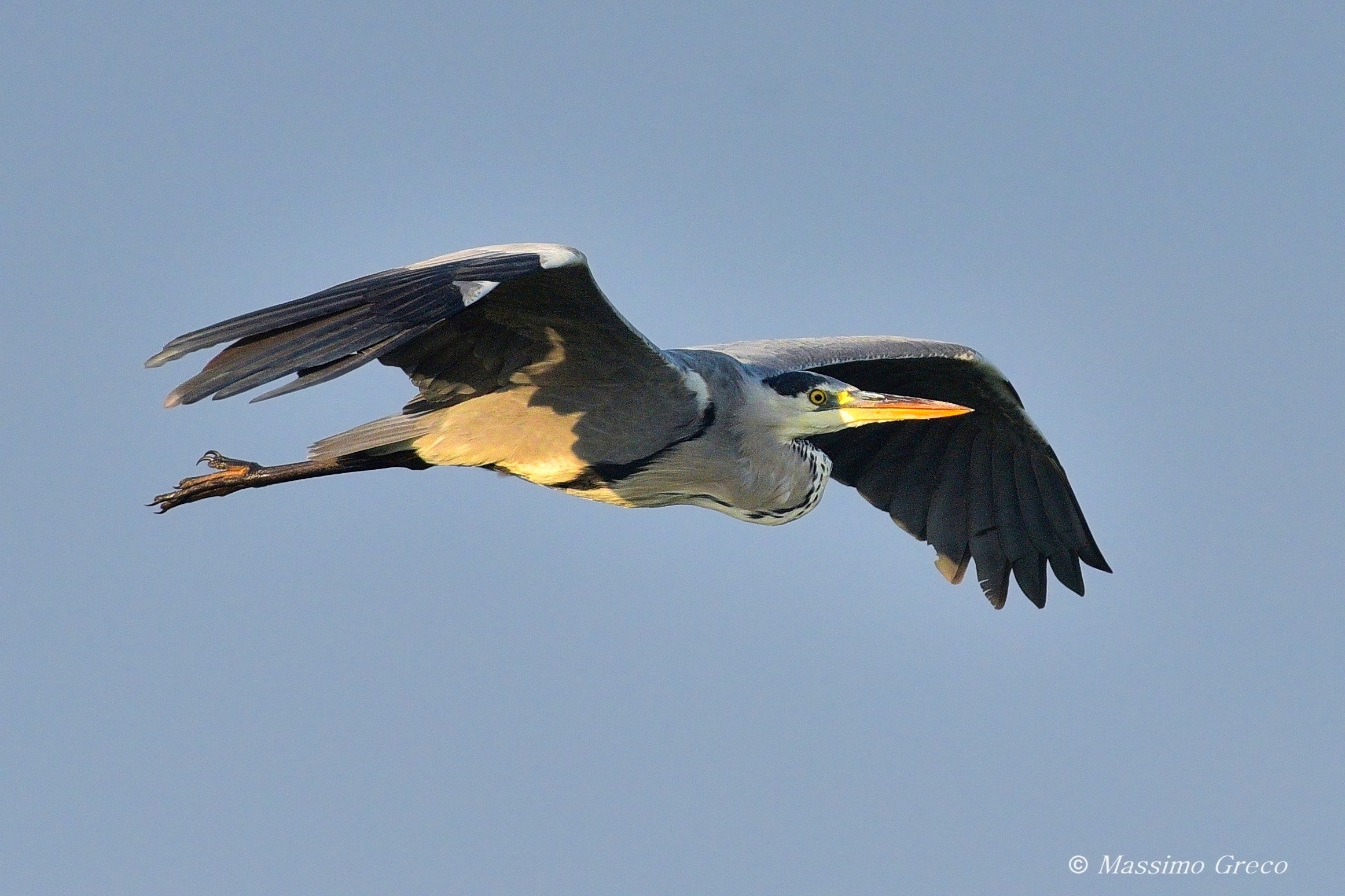Grey Heron