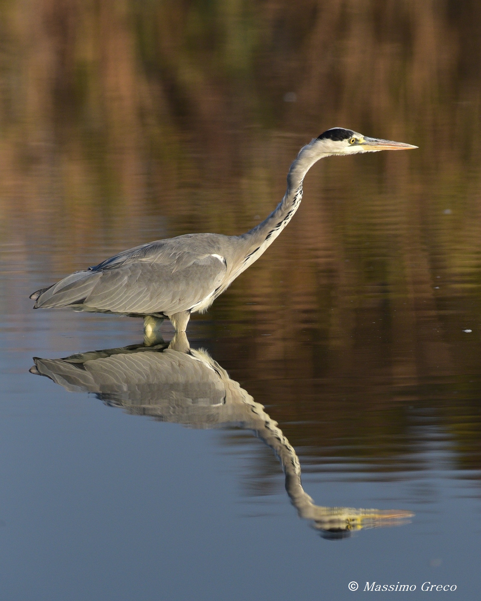 Grey Heron