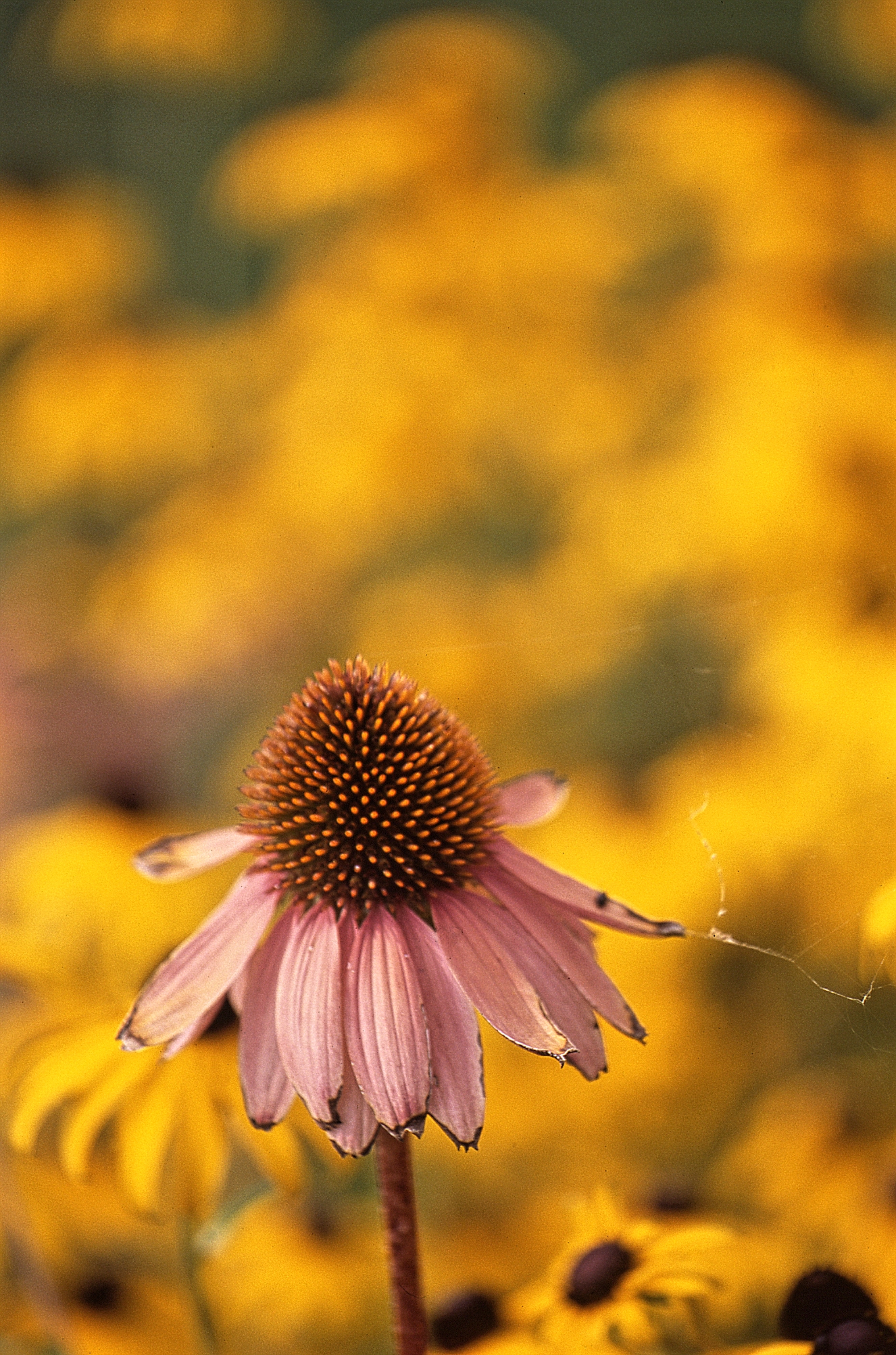 Echinacea