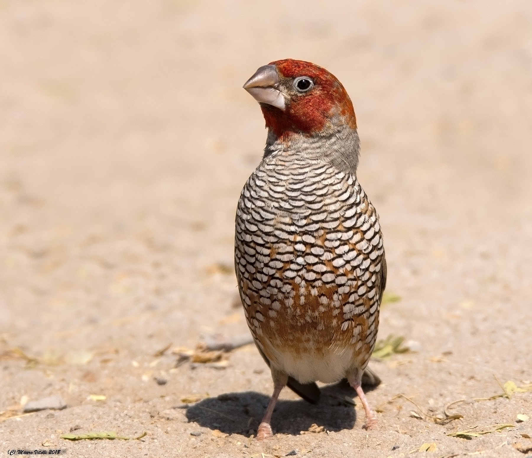 Red-headed Finch (amadina Erythrocephala) Kalahari