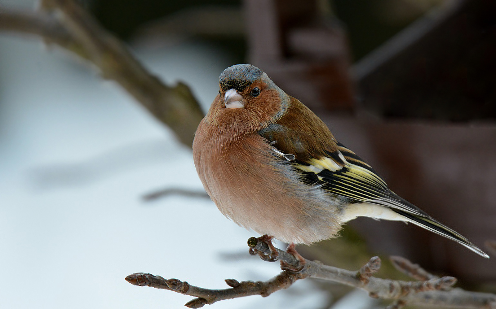 Chaffinch