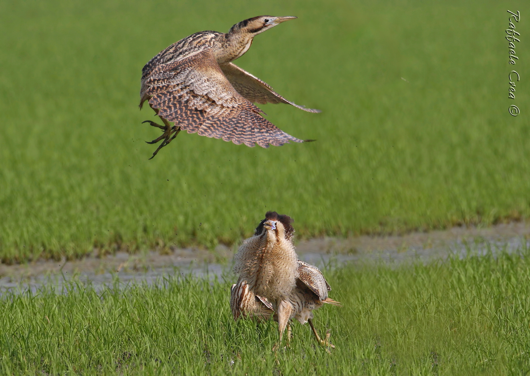 Tarabusi.La fuga dopo la Battaglia