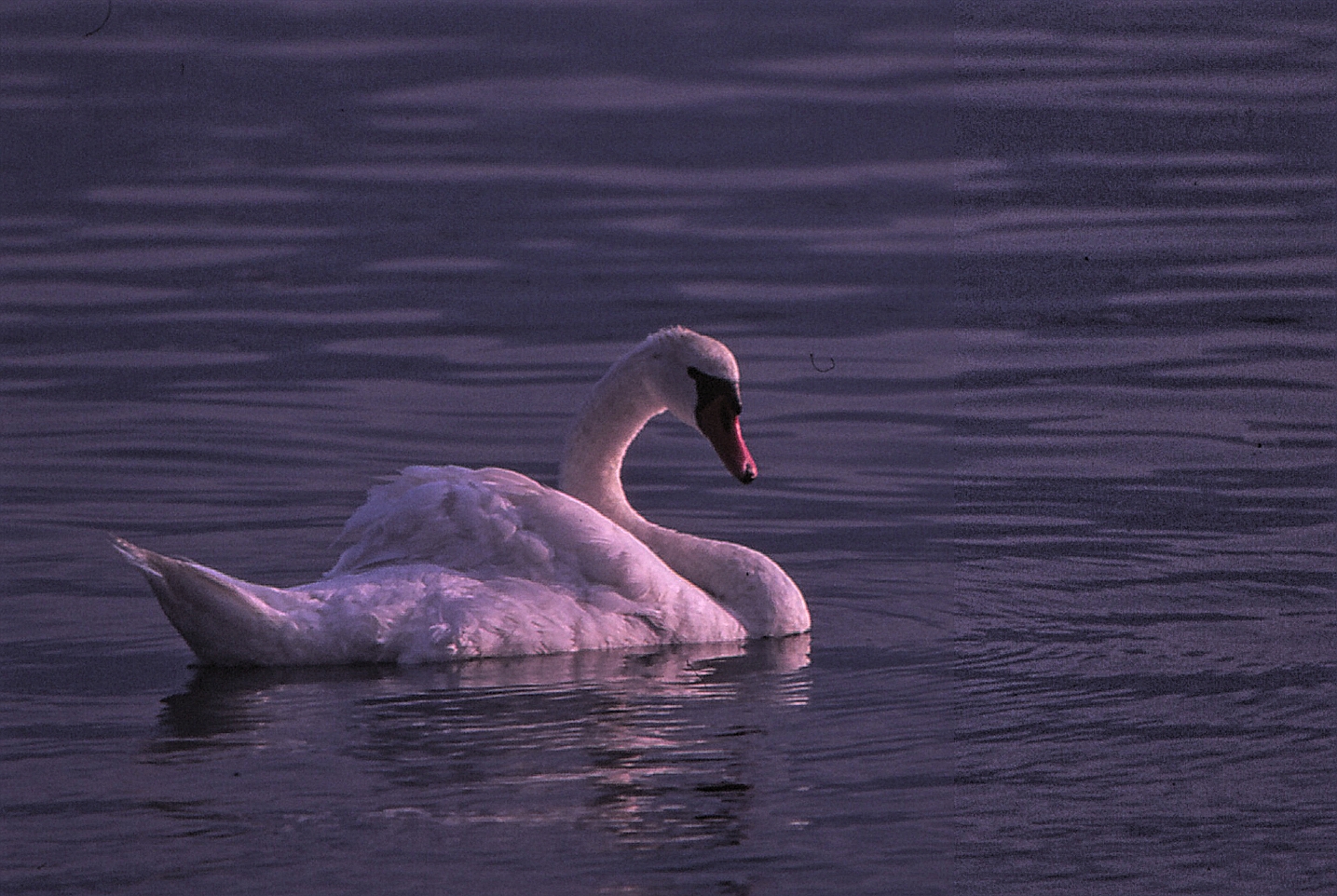 Swan