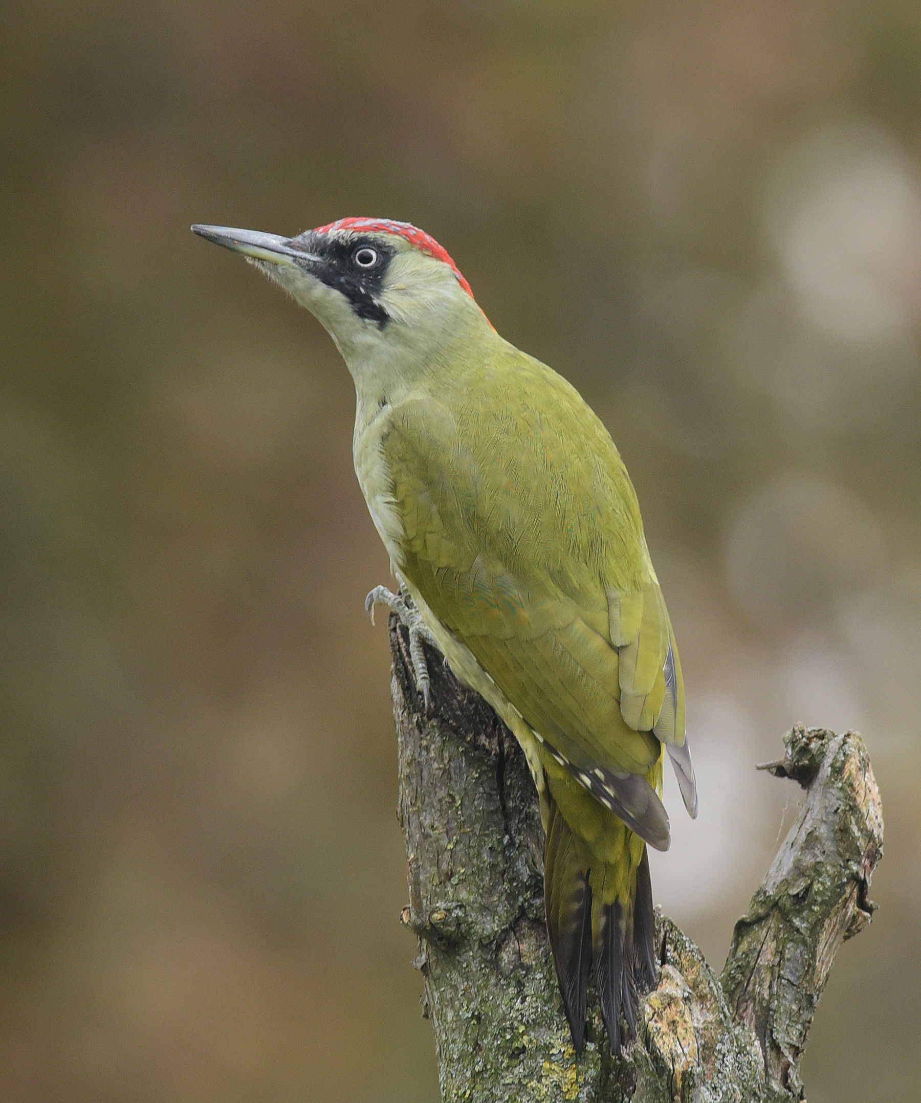 verticale per il sempre verde picchio