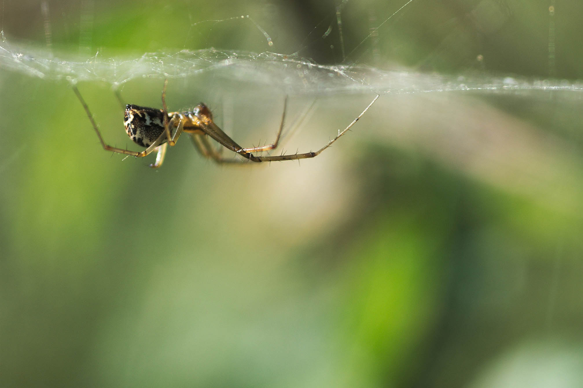 The spider and its canvas 02