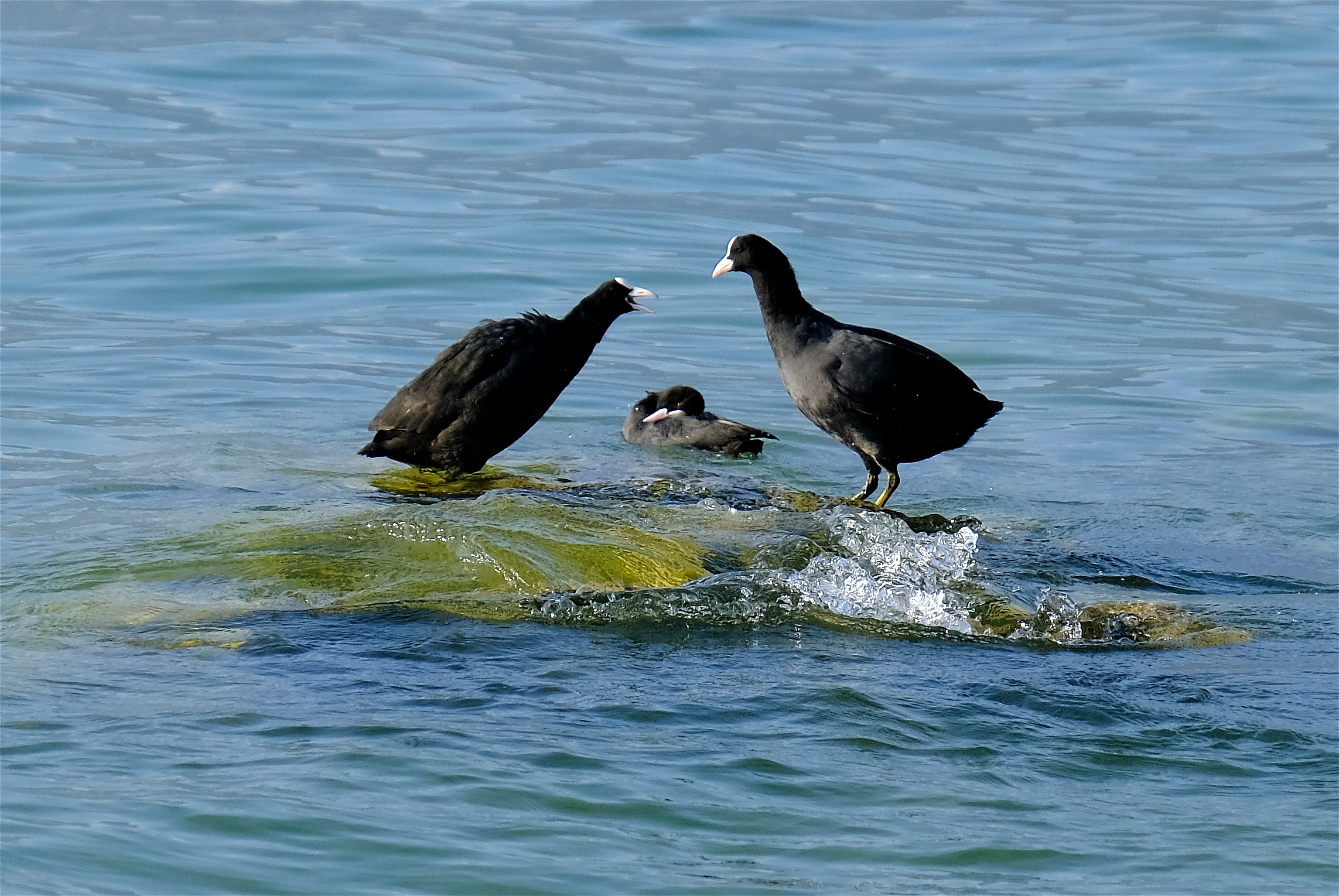 Pettegolezzi sulla cresta dell'onda