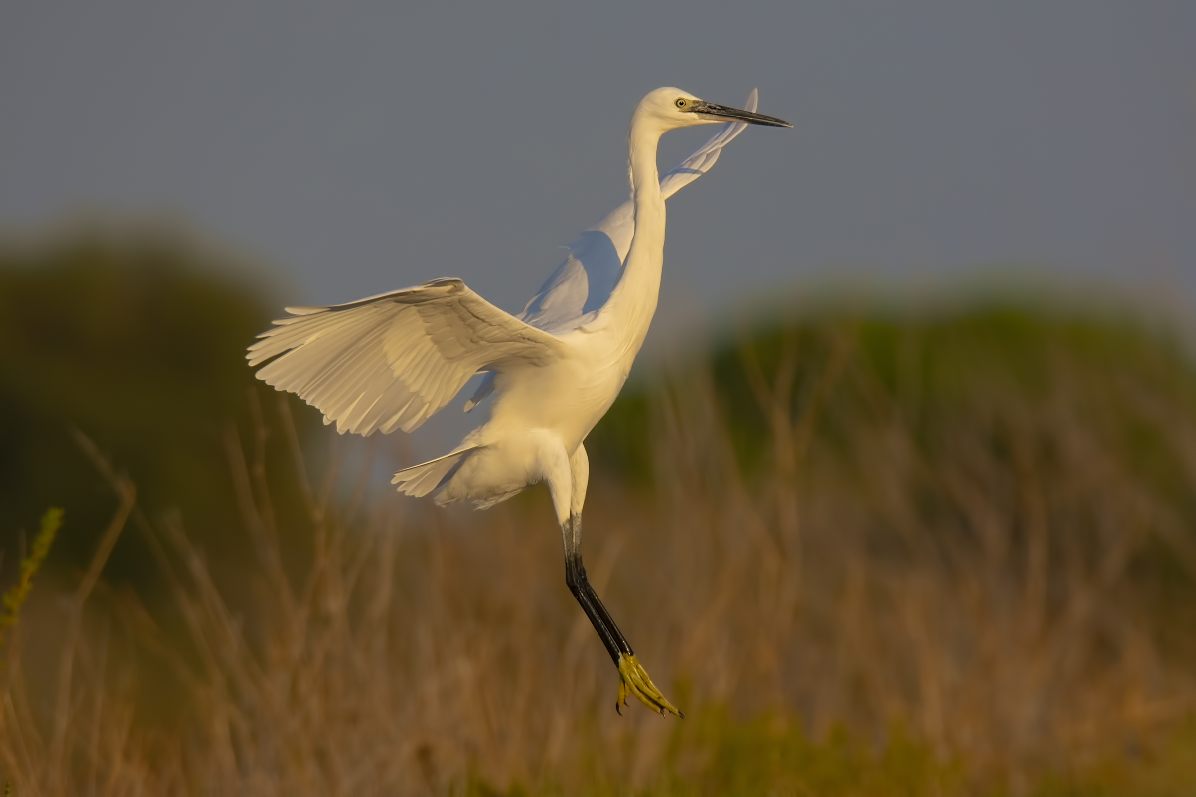 Atterraggio al tramonto
