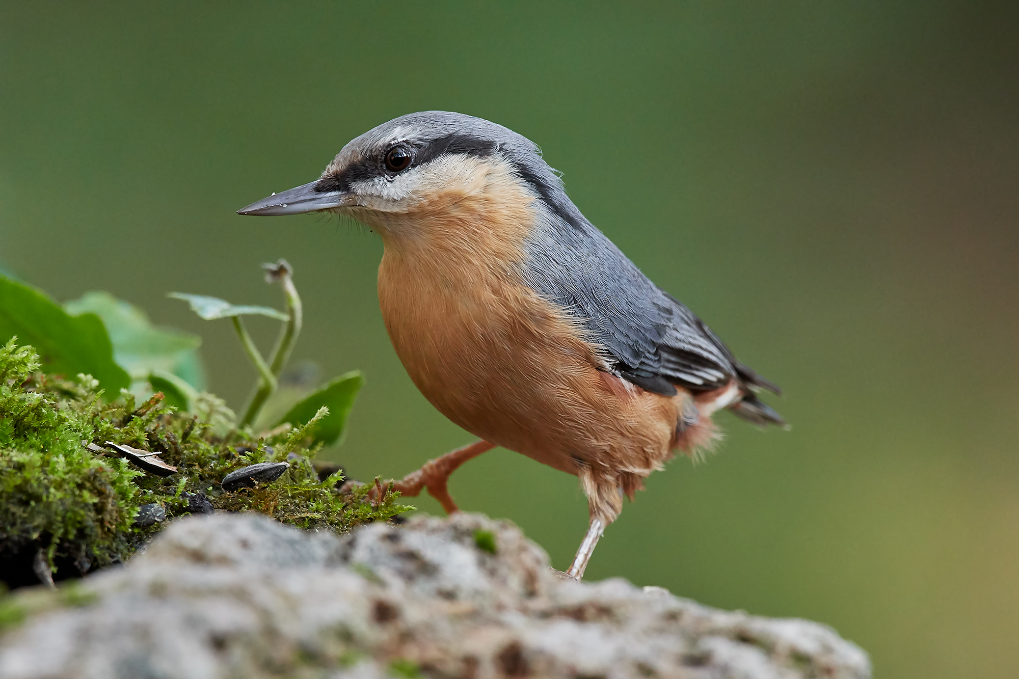 Nuthatch