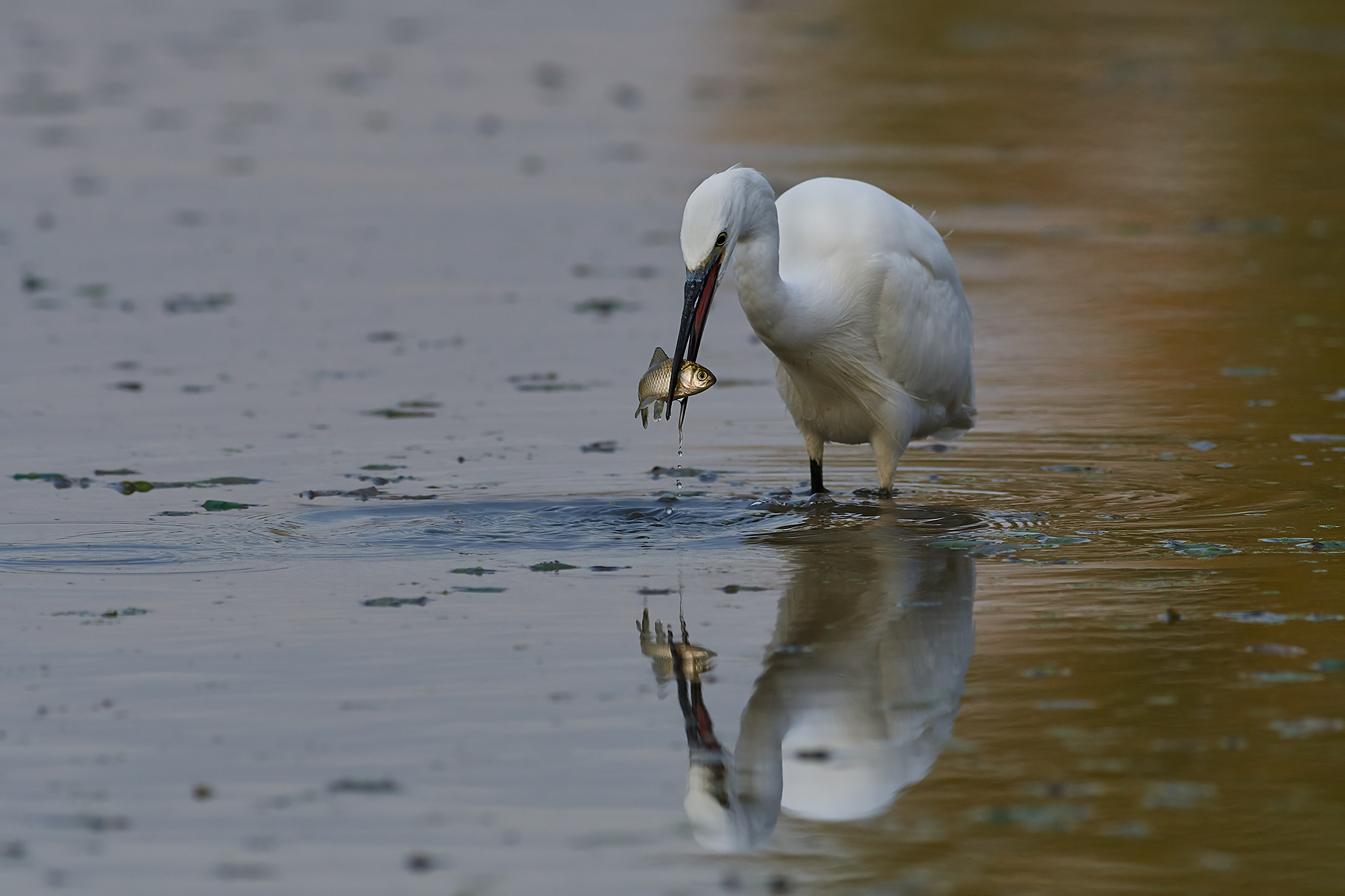 Egret