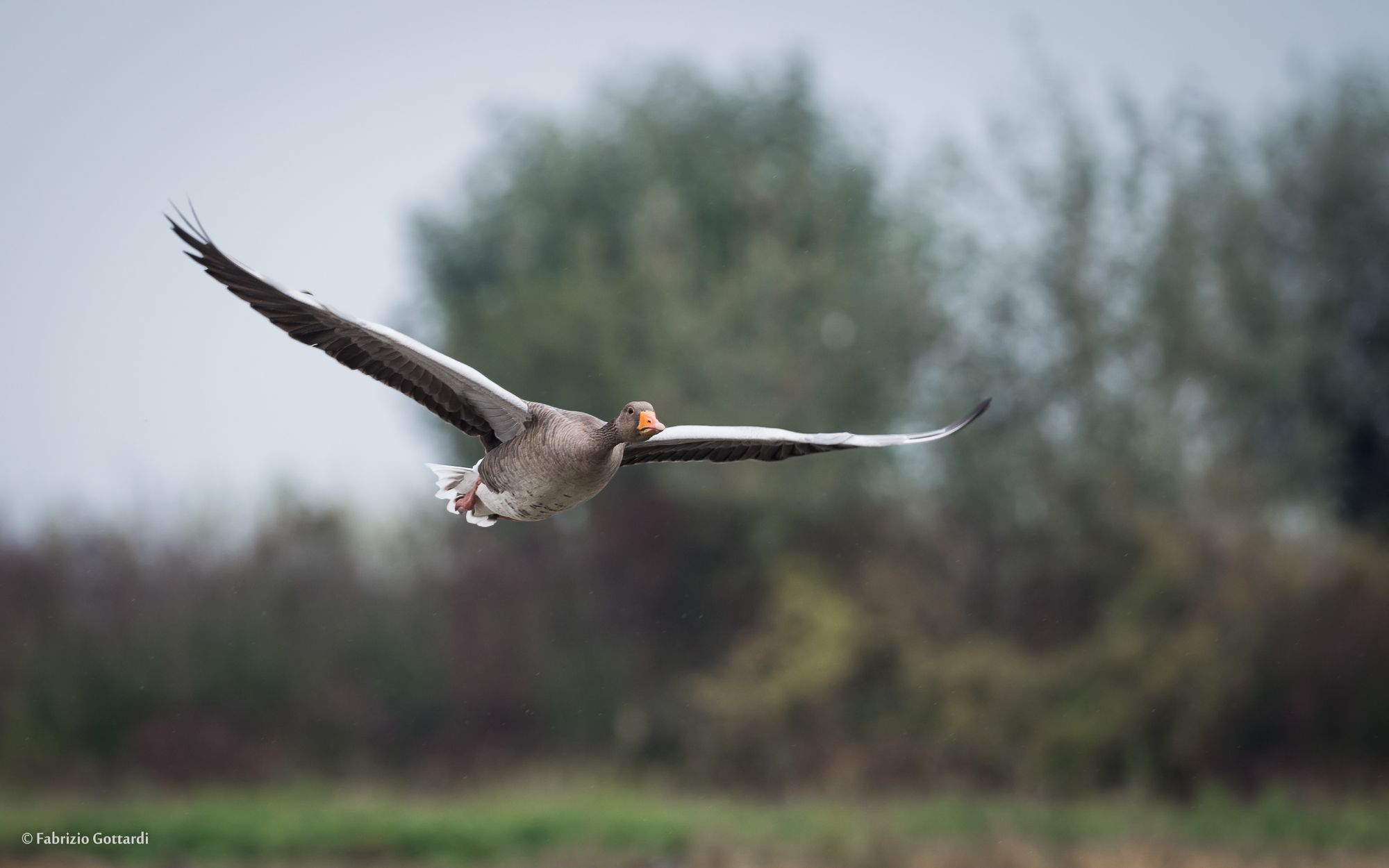 Oca selvatica in volo