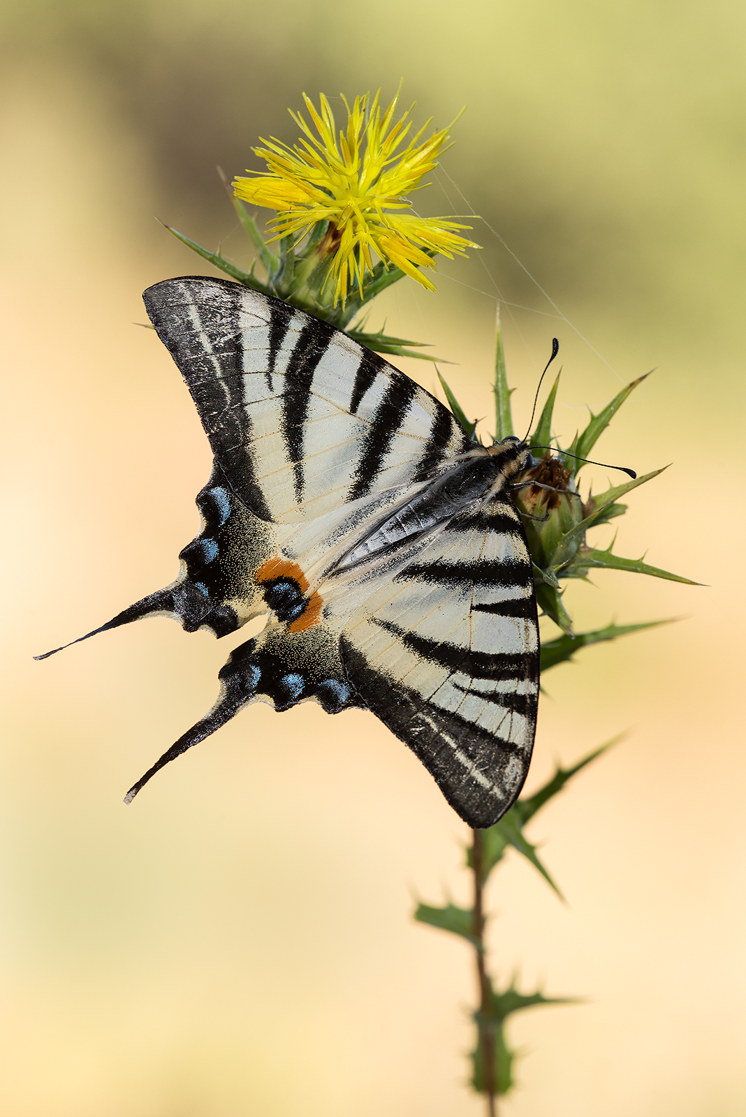 Scarce Swallowtail