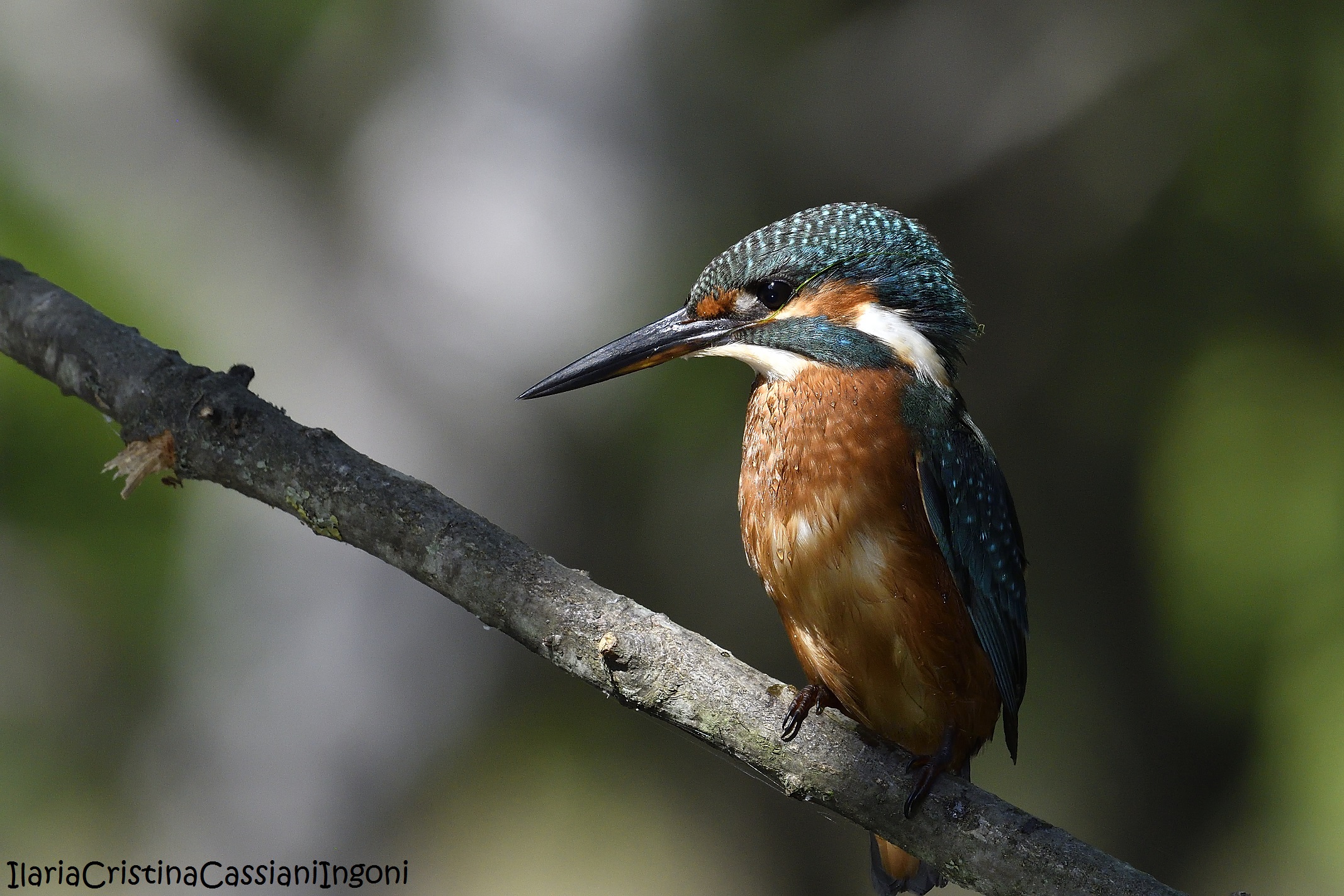 Female Kingfisher