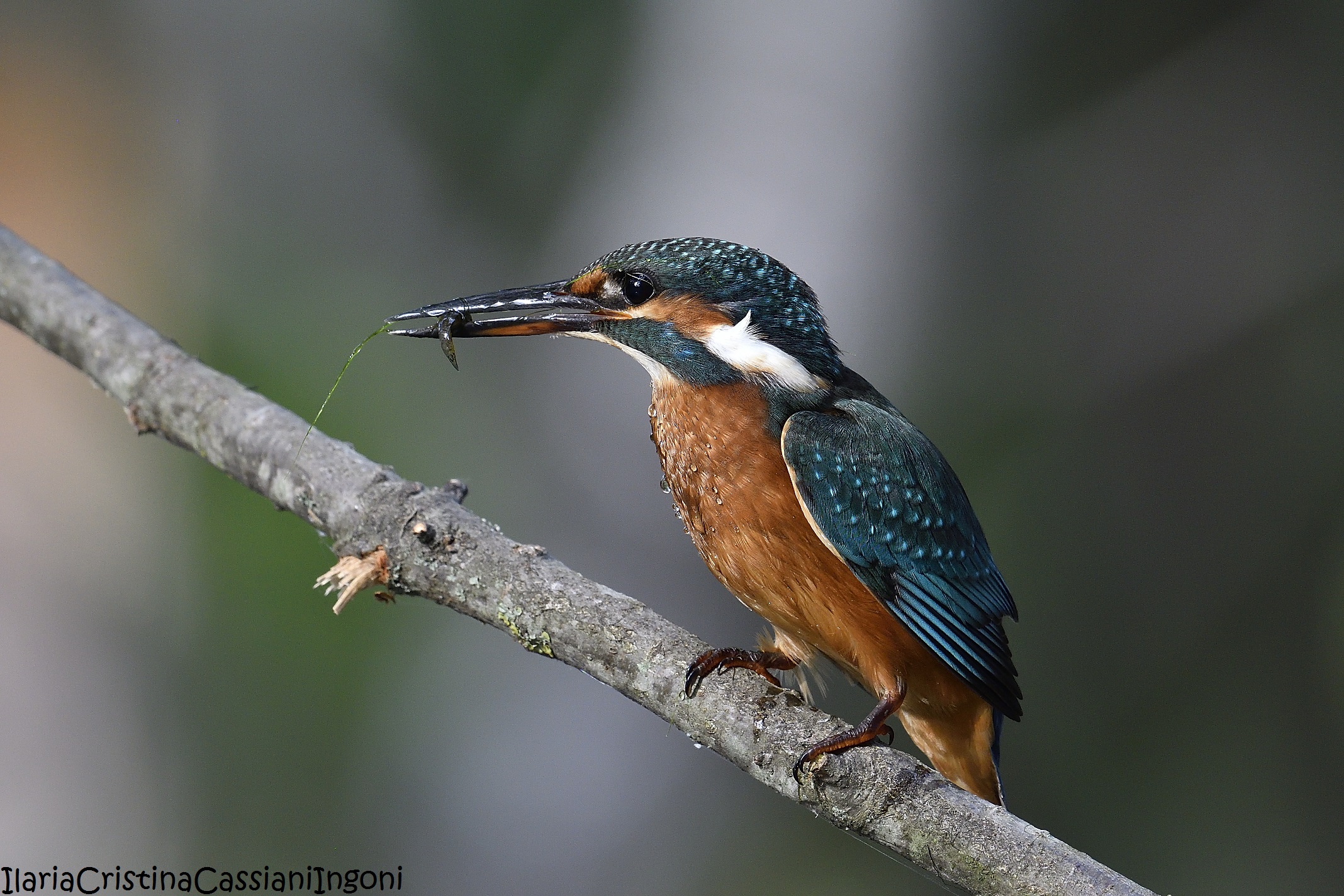 Female Kingfisher