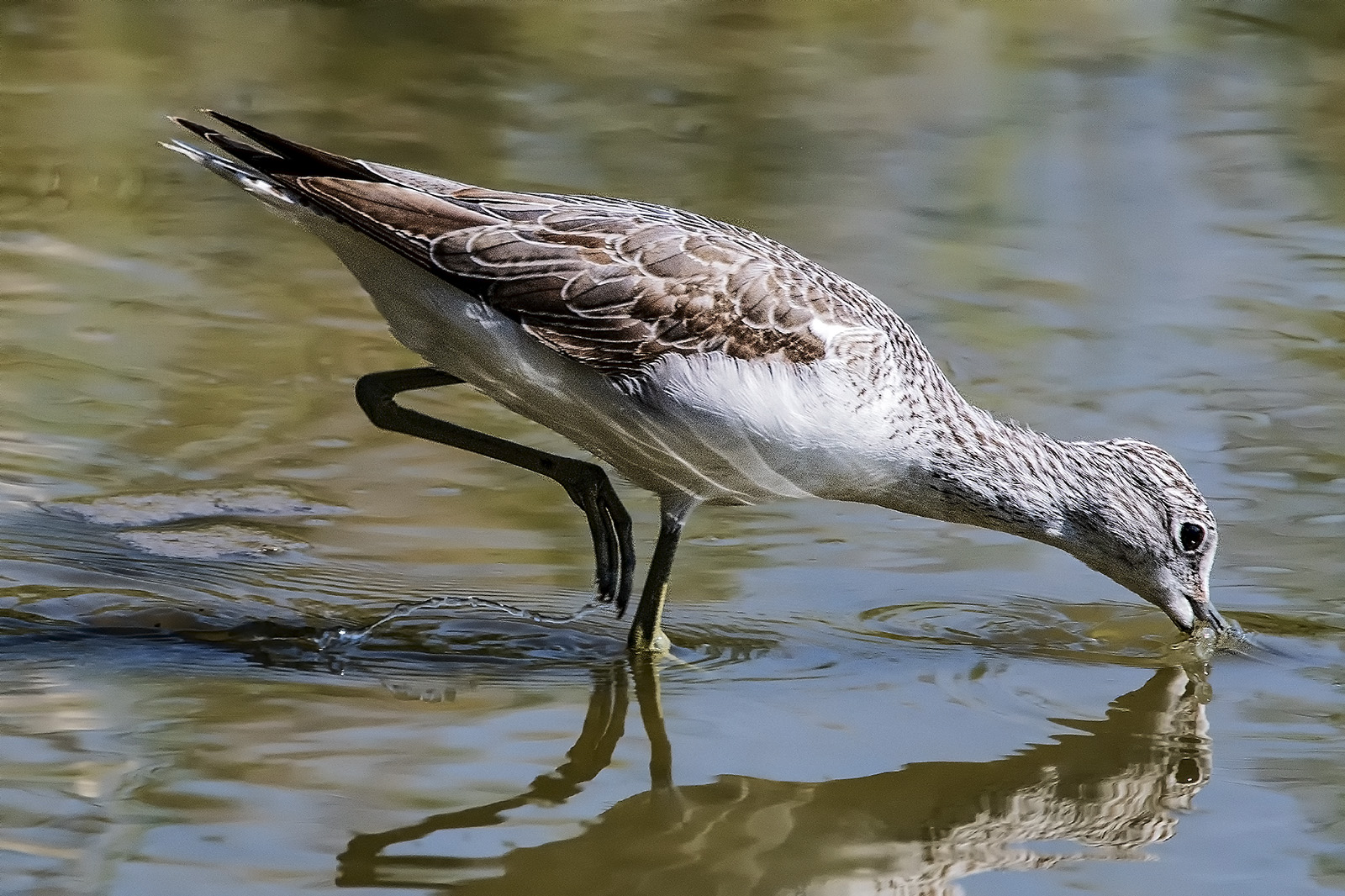 The passage of the Pantana