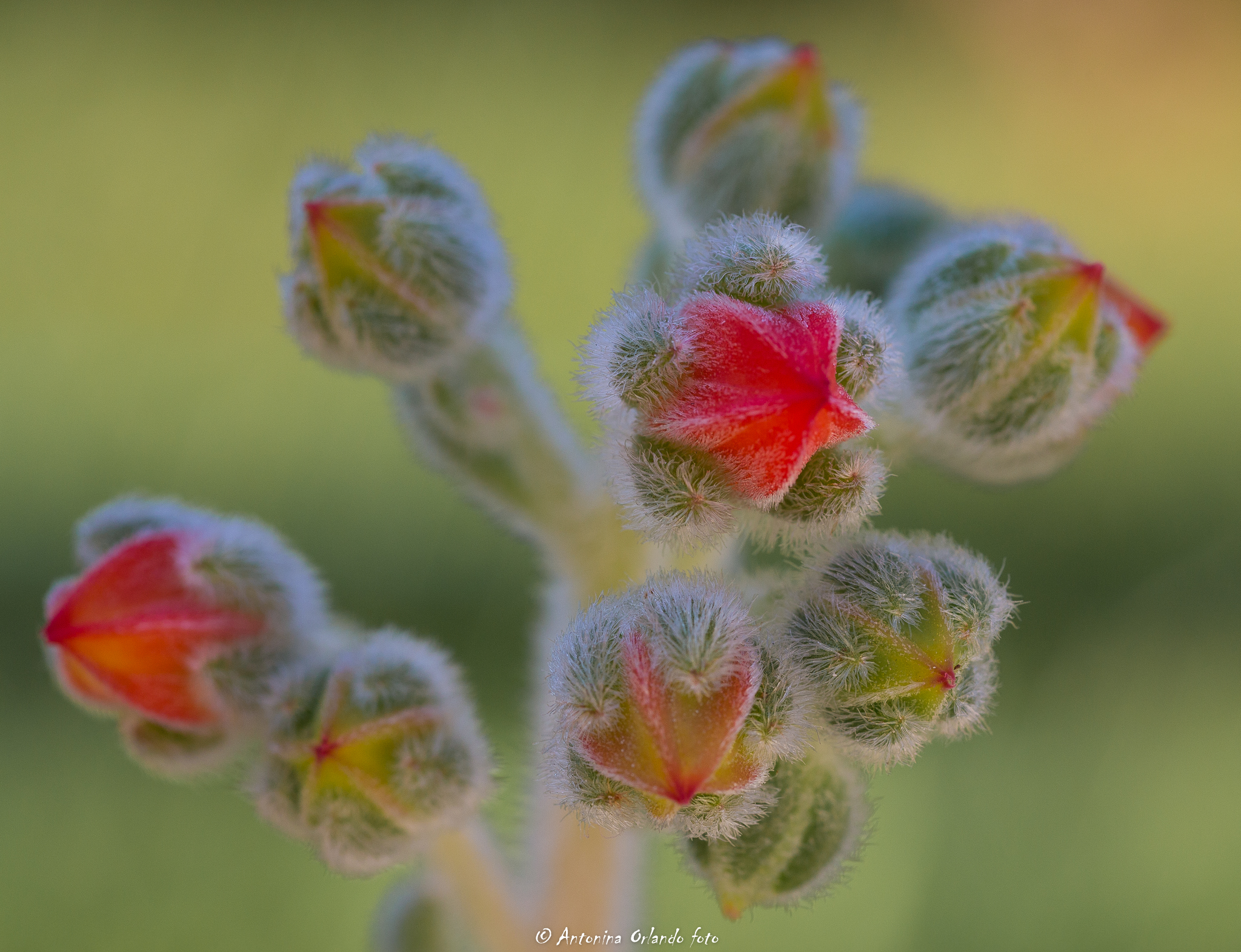 Flower of Echeveira Pulvinata