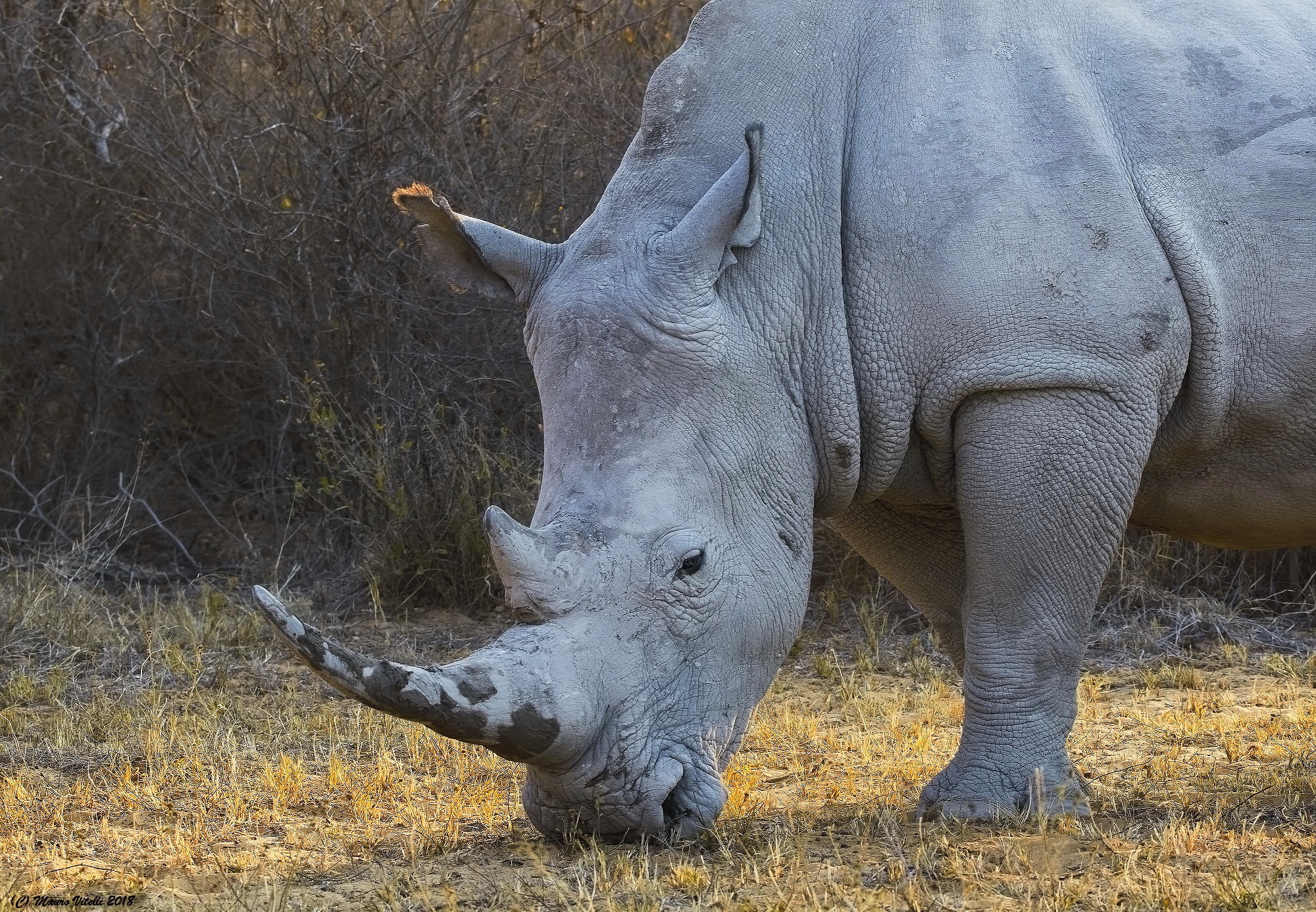 White Rhinoceros (south Africa)