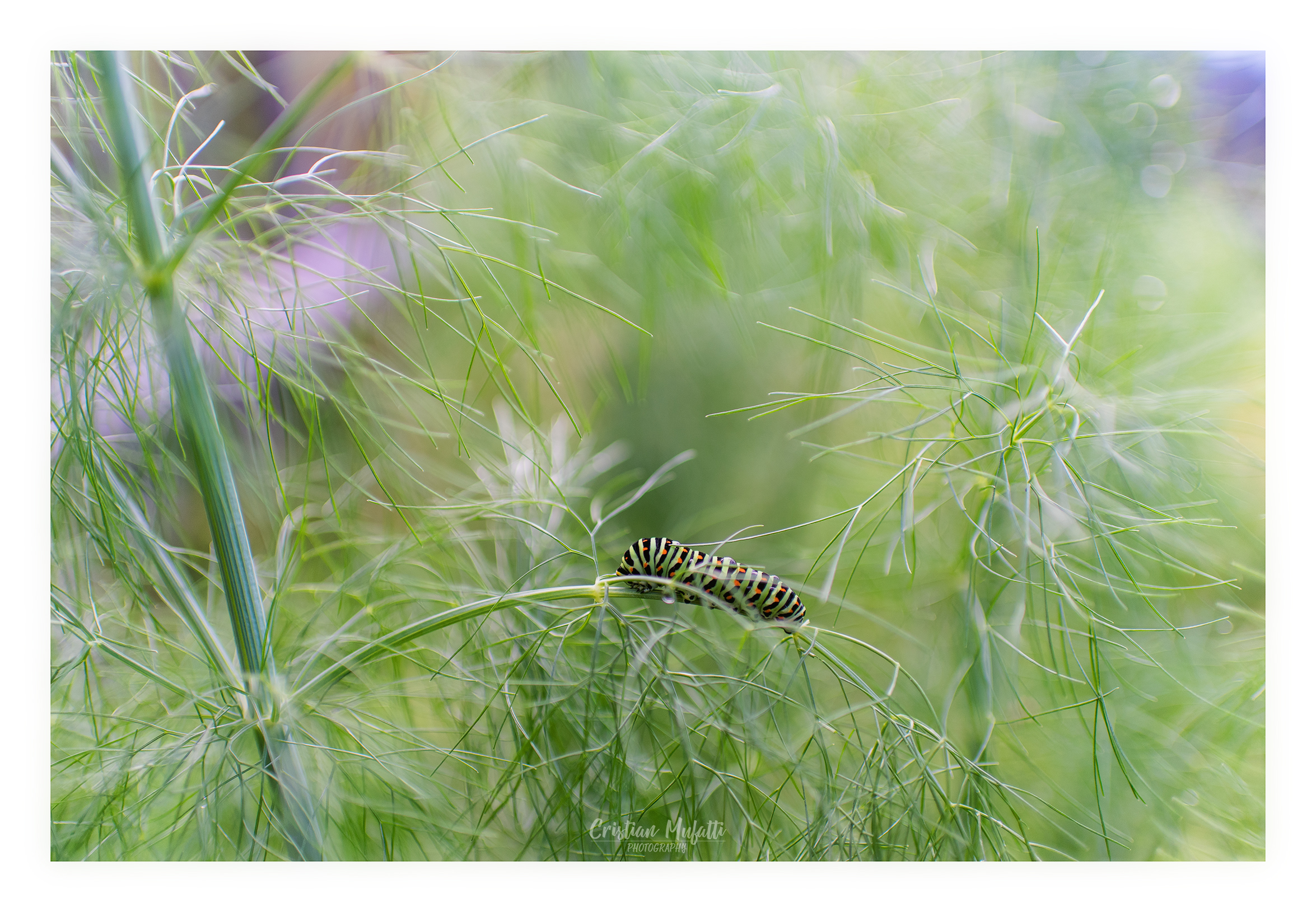 Papilio machaon, the devouring (my!) fennel.