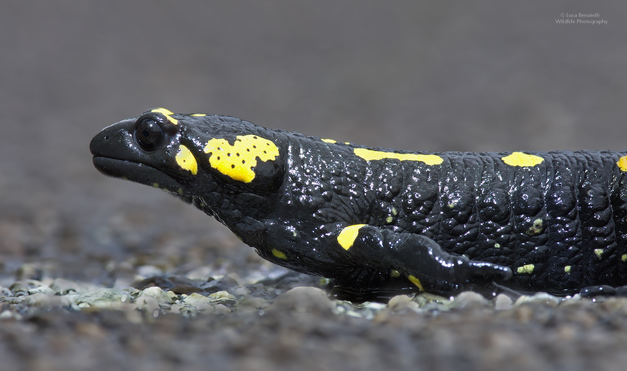 Salamandra
