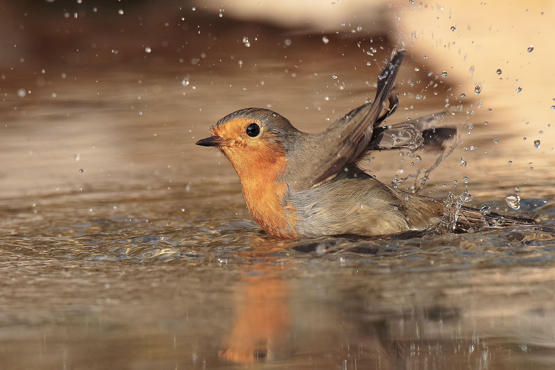 Robin and the Bath