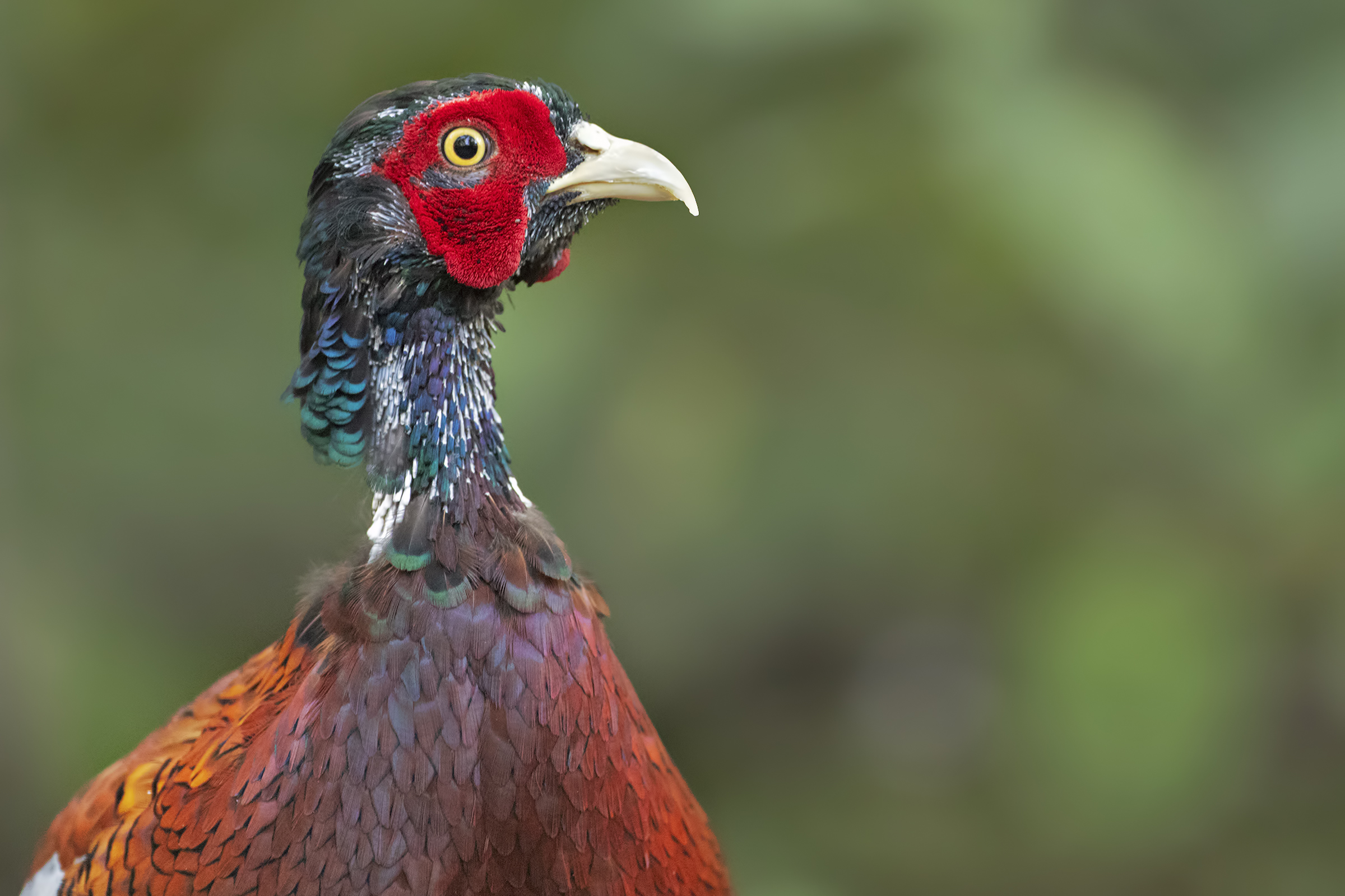 Pheasant