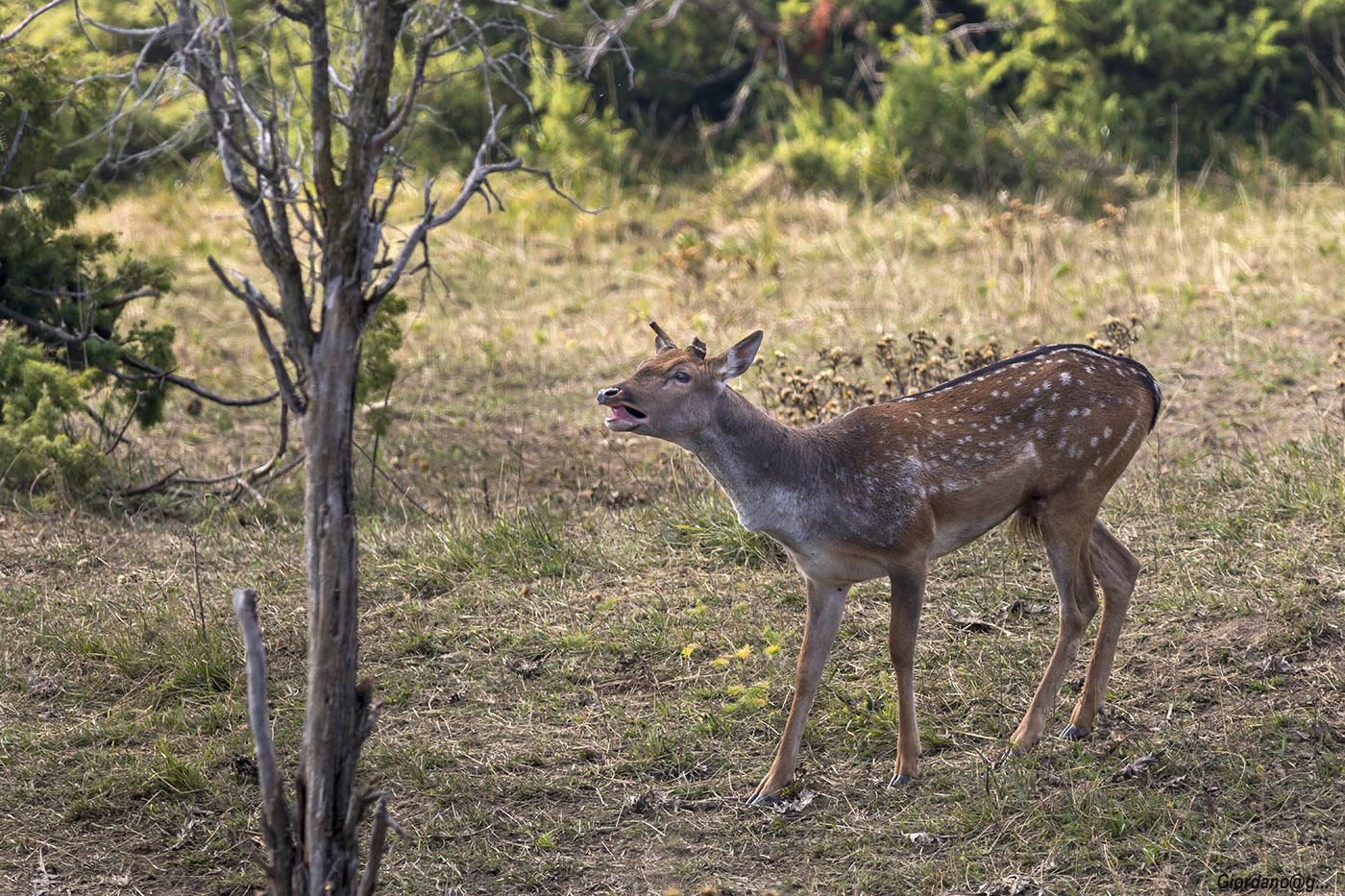 Tentativo di bramito...